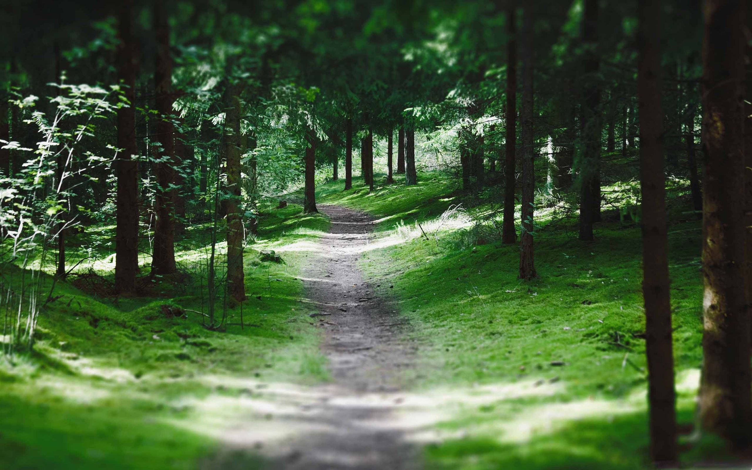 2560x1600 Swedish Forest Path MacBook Air Wallpaper Download