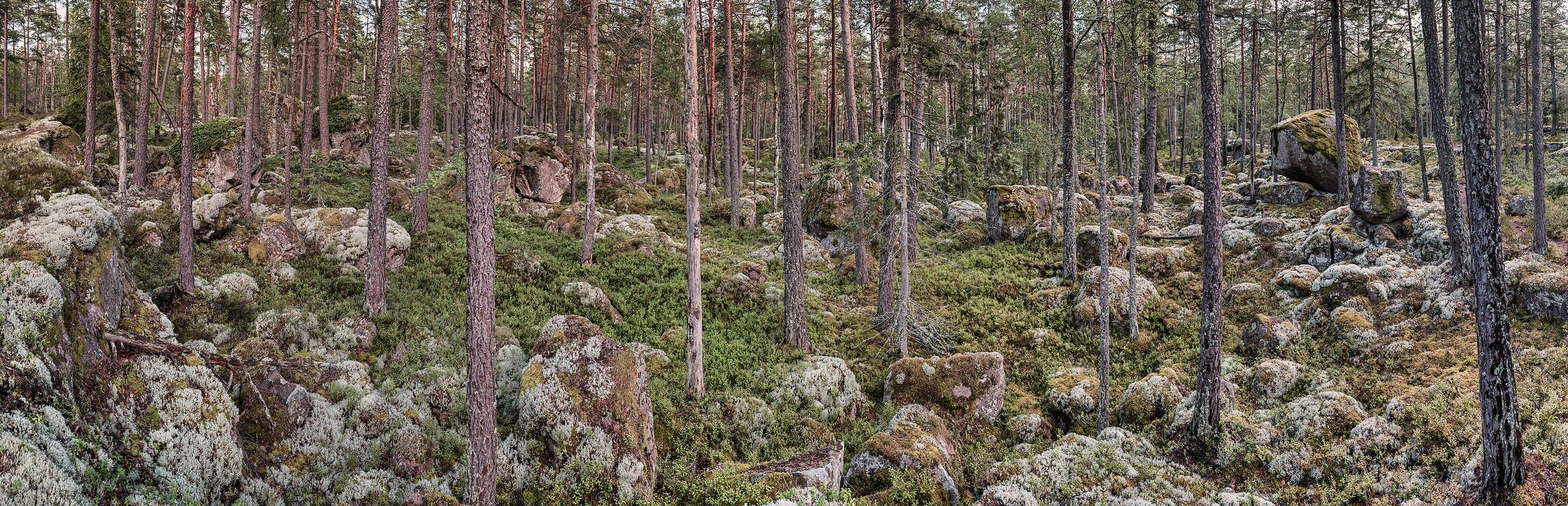 2400x775 Forest wallpaper photo