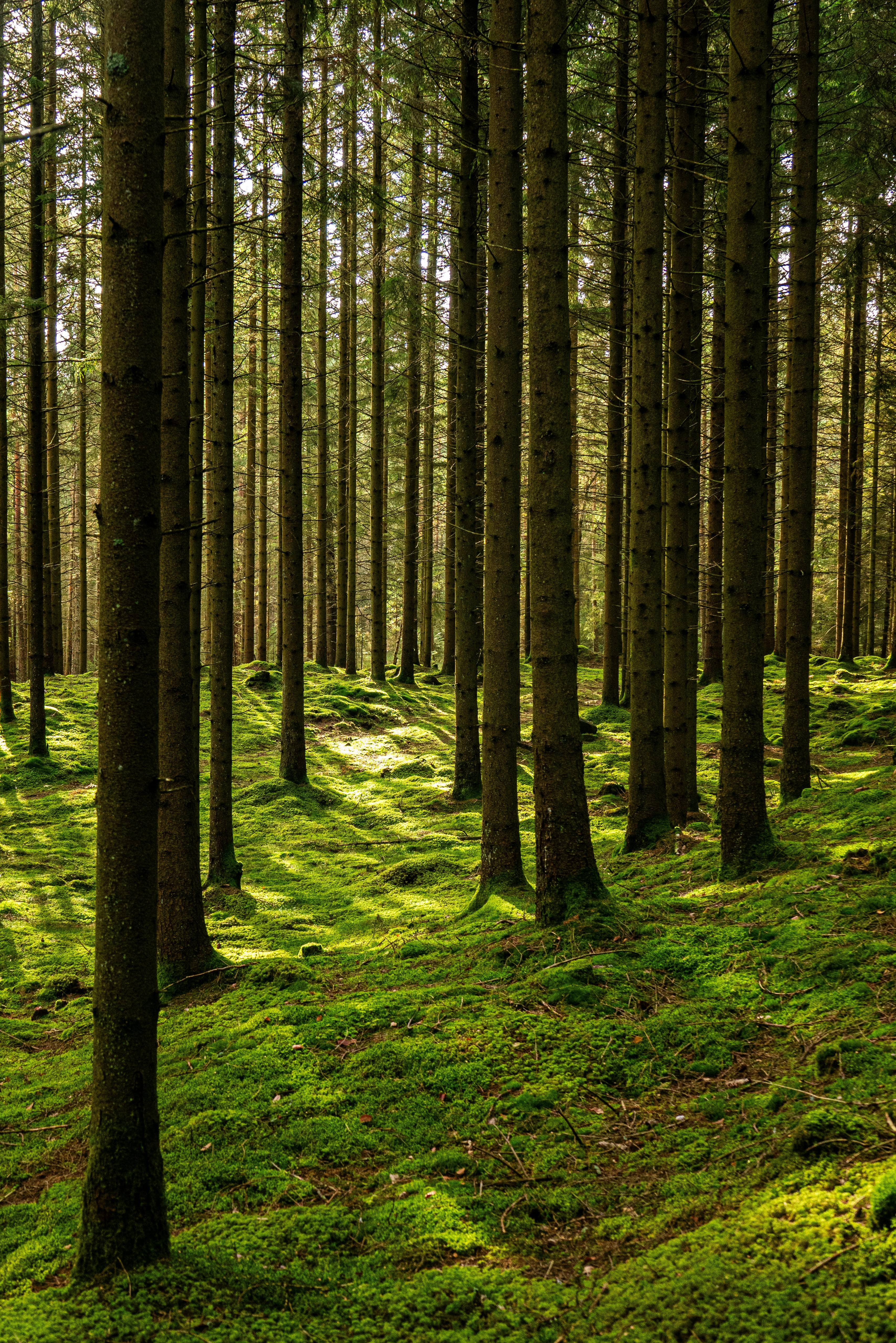 3414x5114 Tranquil Forest with Sunlit Mossy Floor · Free