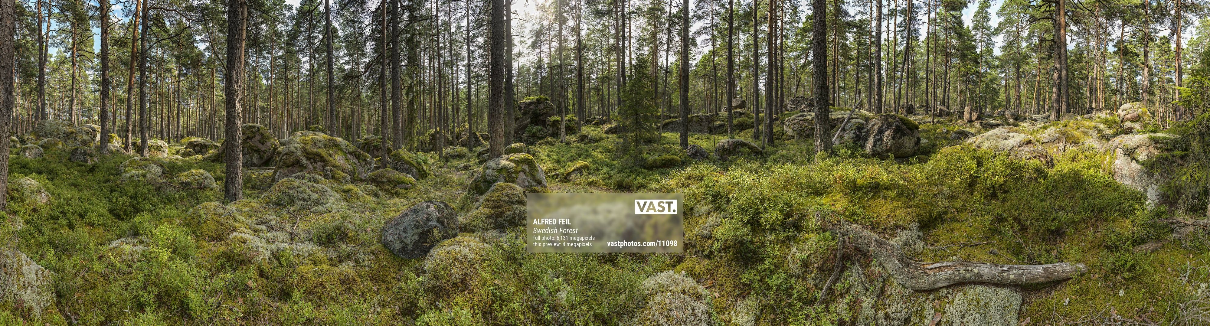 4000x1078 Ultra high resolution forest photo
