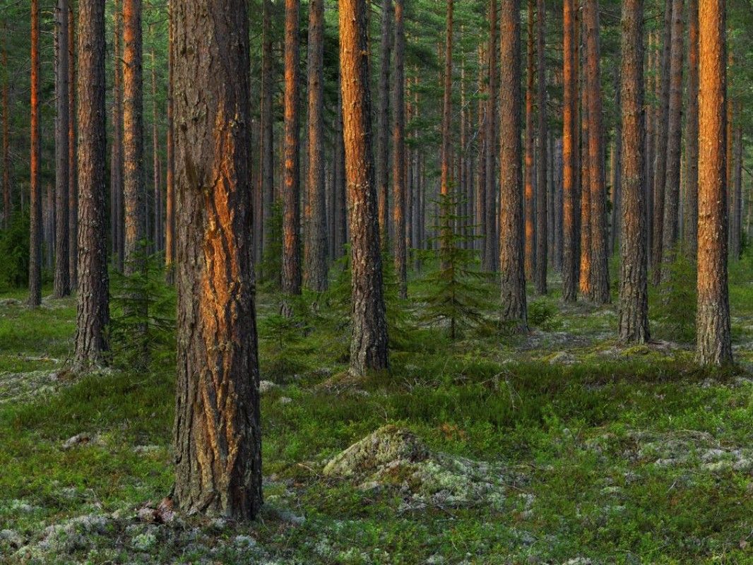 1066x800 Wall mural Evening in Magic Swedish Forest from Wallpassion