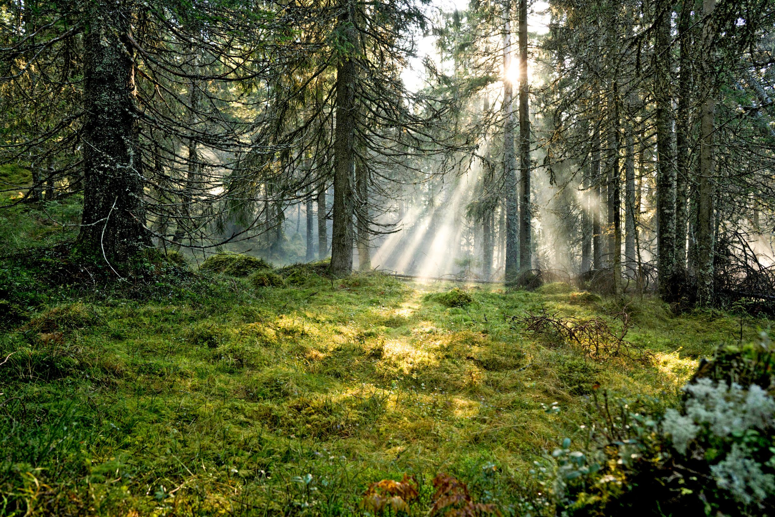 2480x1655 Health benefits of Swedish nature
