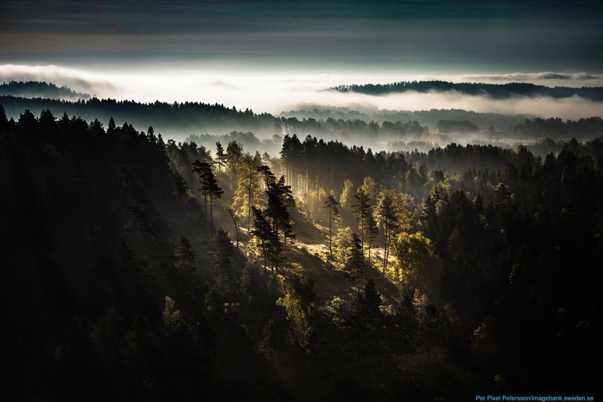 1200x800 Fog over a Swedish forest in the beginning of fall