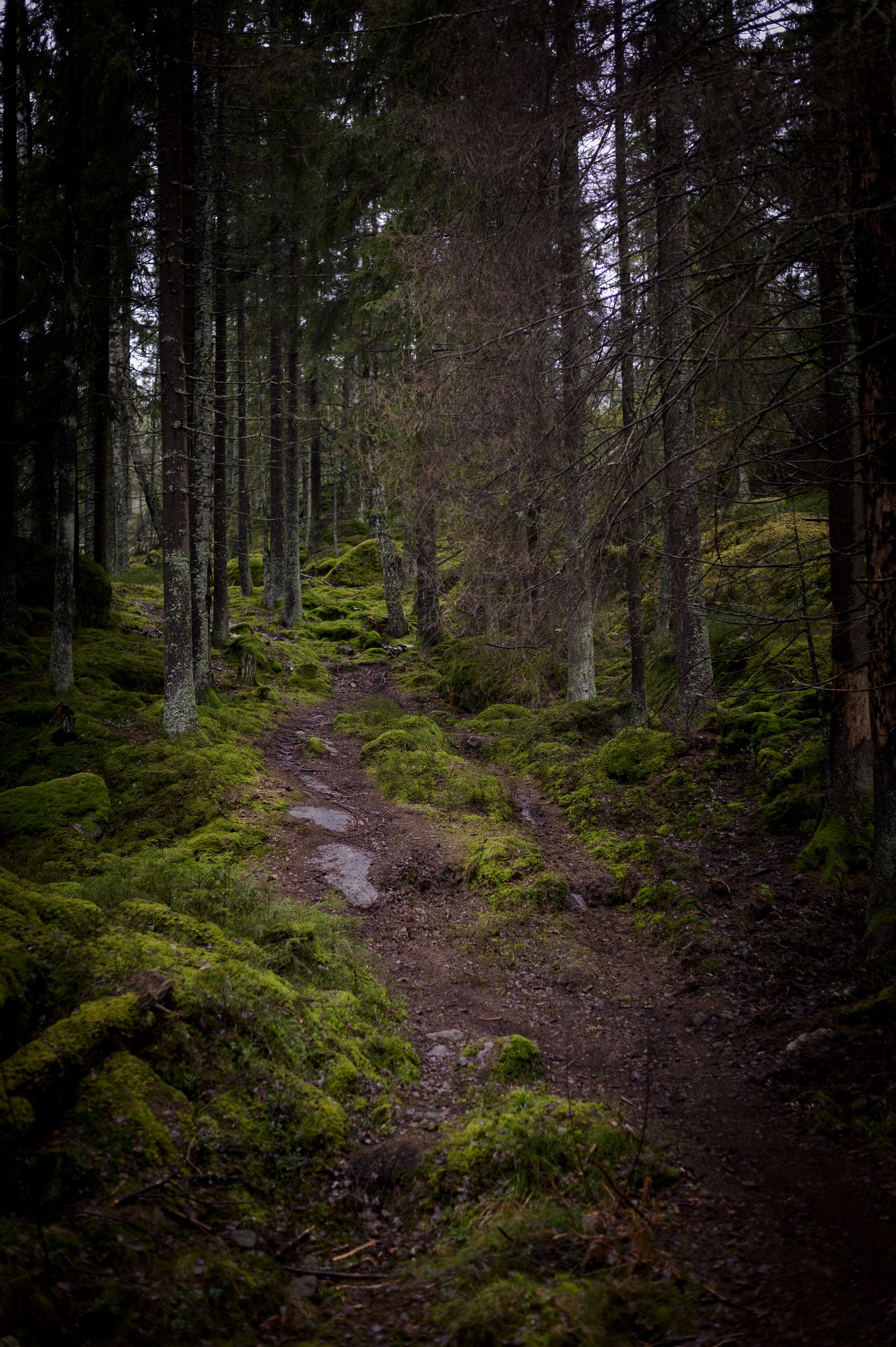 1920x2886 Deep in the Swedish forest