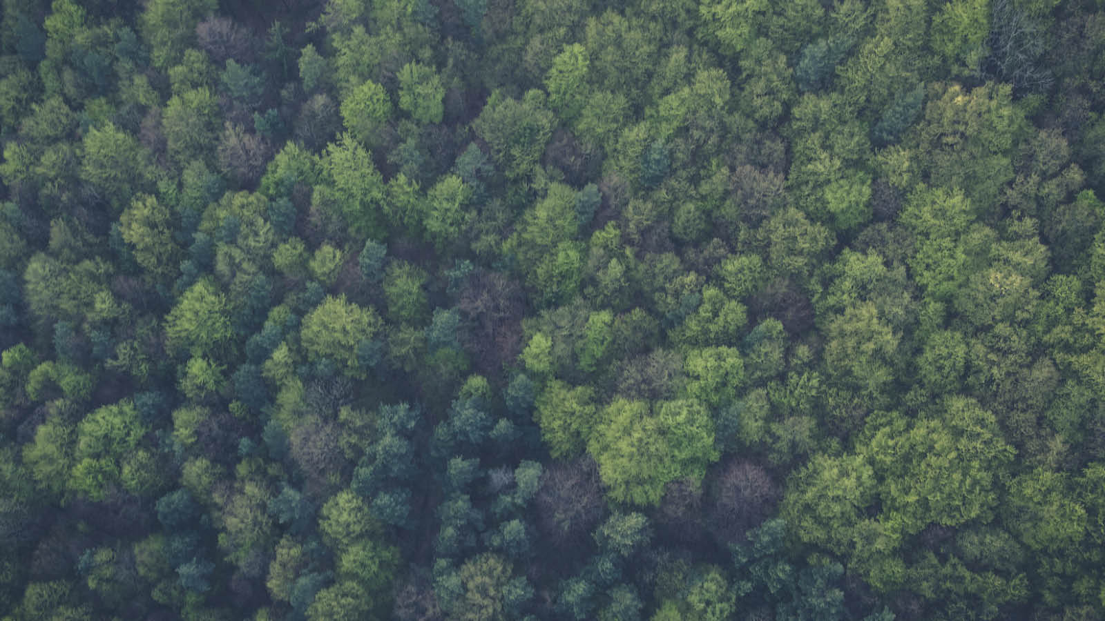 1600x900 Insights about Swedish forests and forestry Forest Industries Federation
