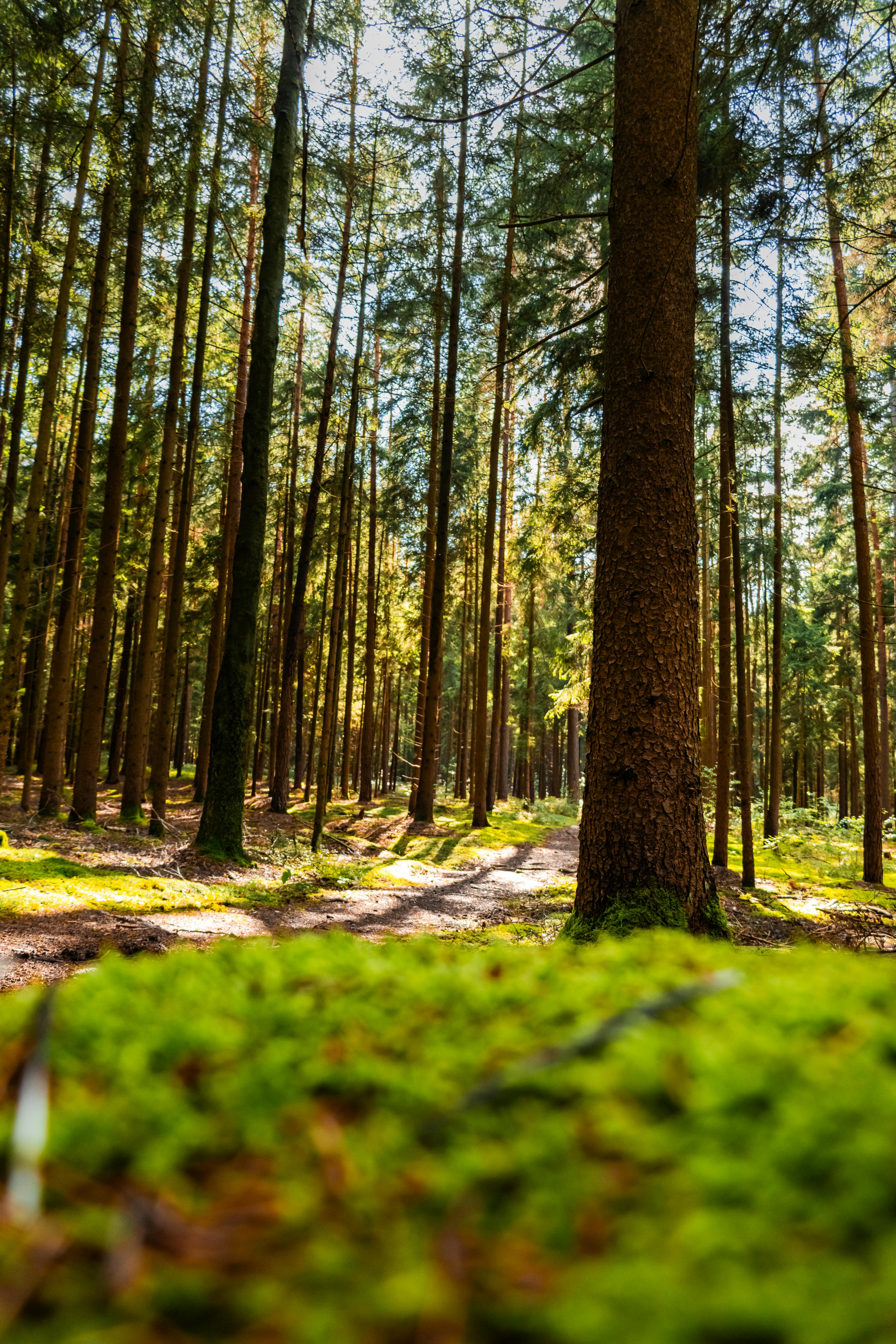 4000x6000 4k Forest Photo, Download The BEST Free 4k Forest & HD Image