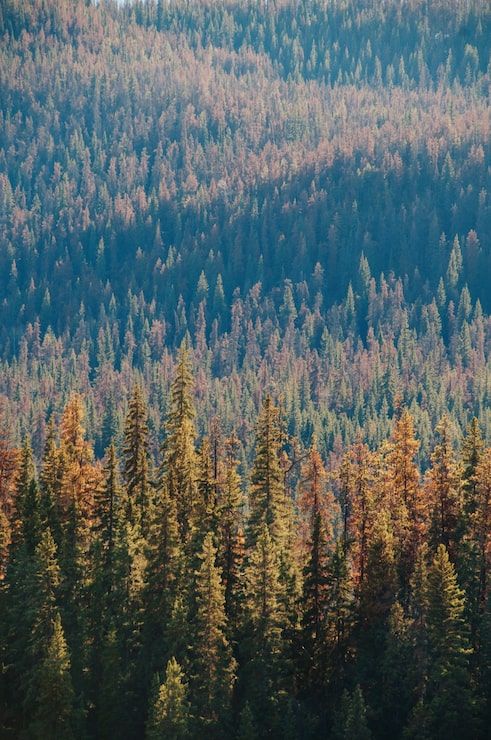 491x740 Swedish Forest Illustration Photo Free High Quality Picture