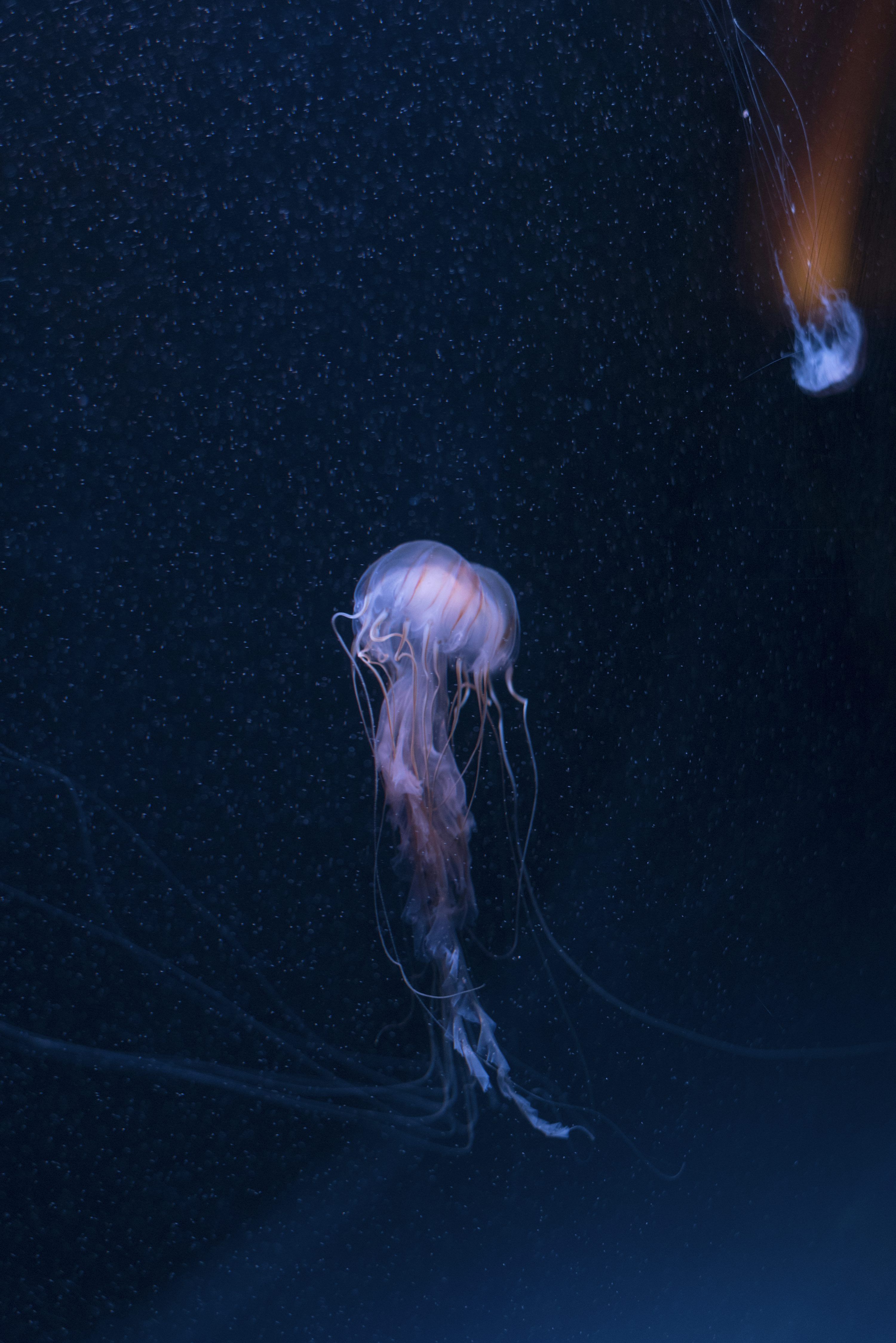 3000x4494 Purple box jellyfish photo