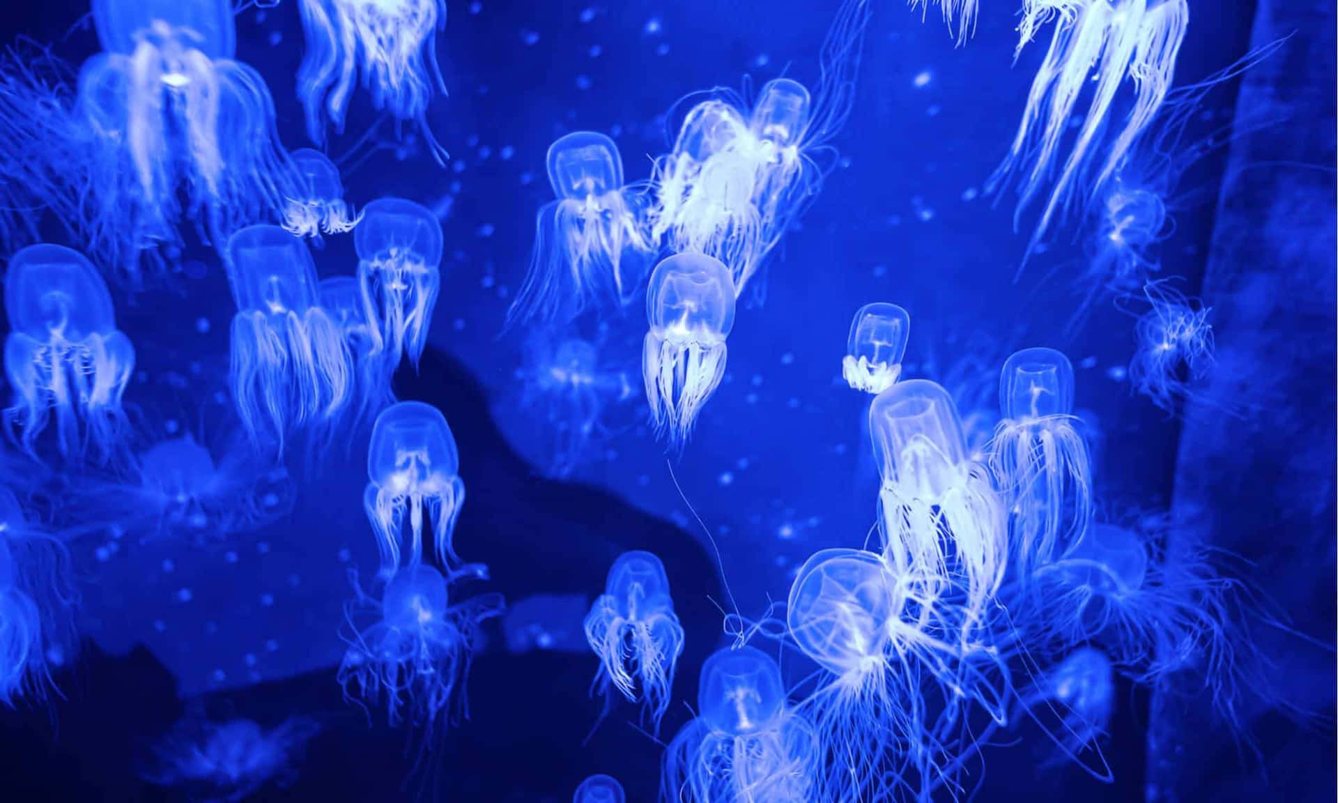 1920x1152 Download Glowing Box Jellyfish Swarm Wallpaper