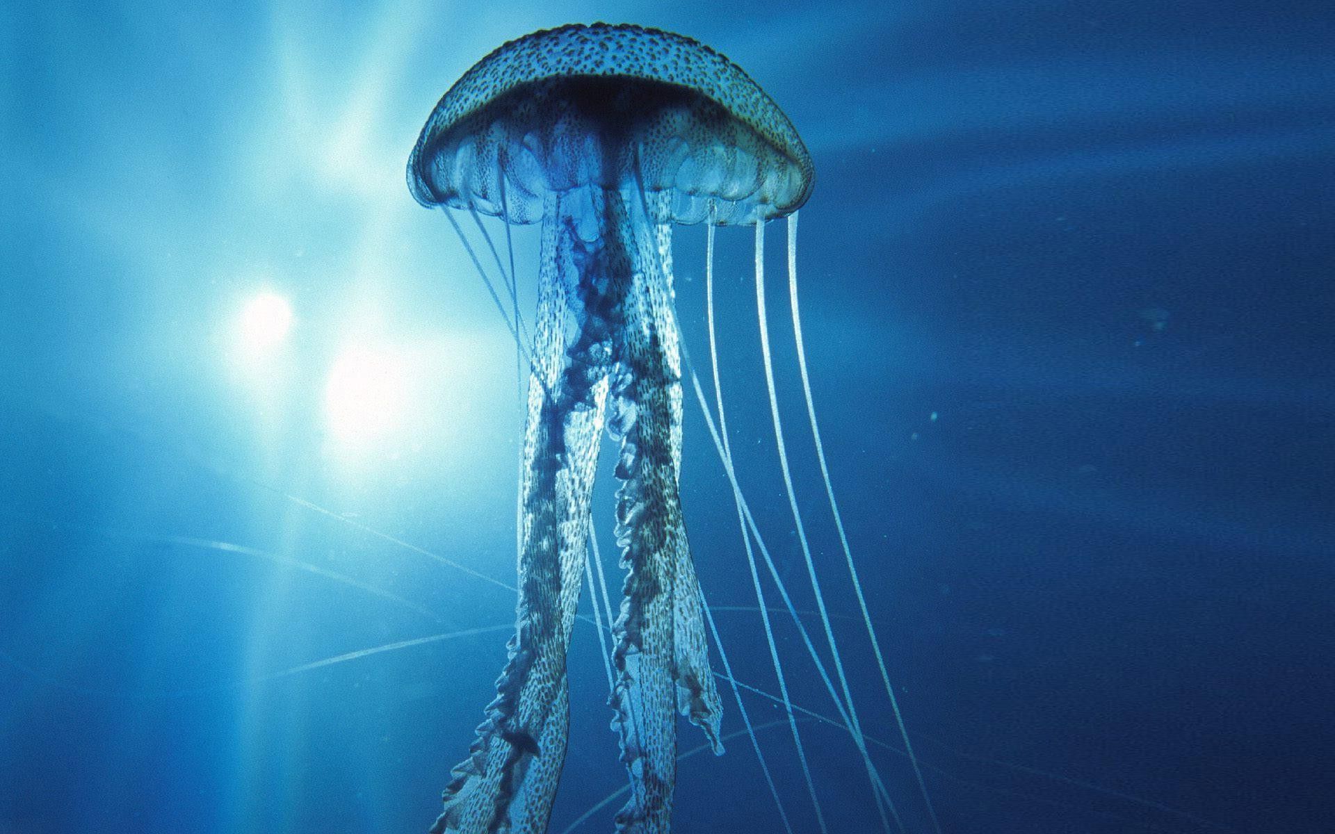 1920x1200 Box Jellyfish Wallpaper