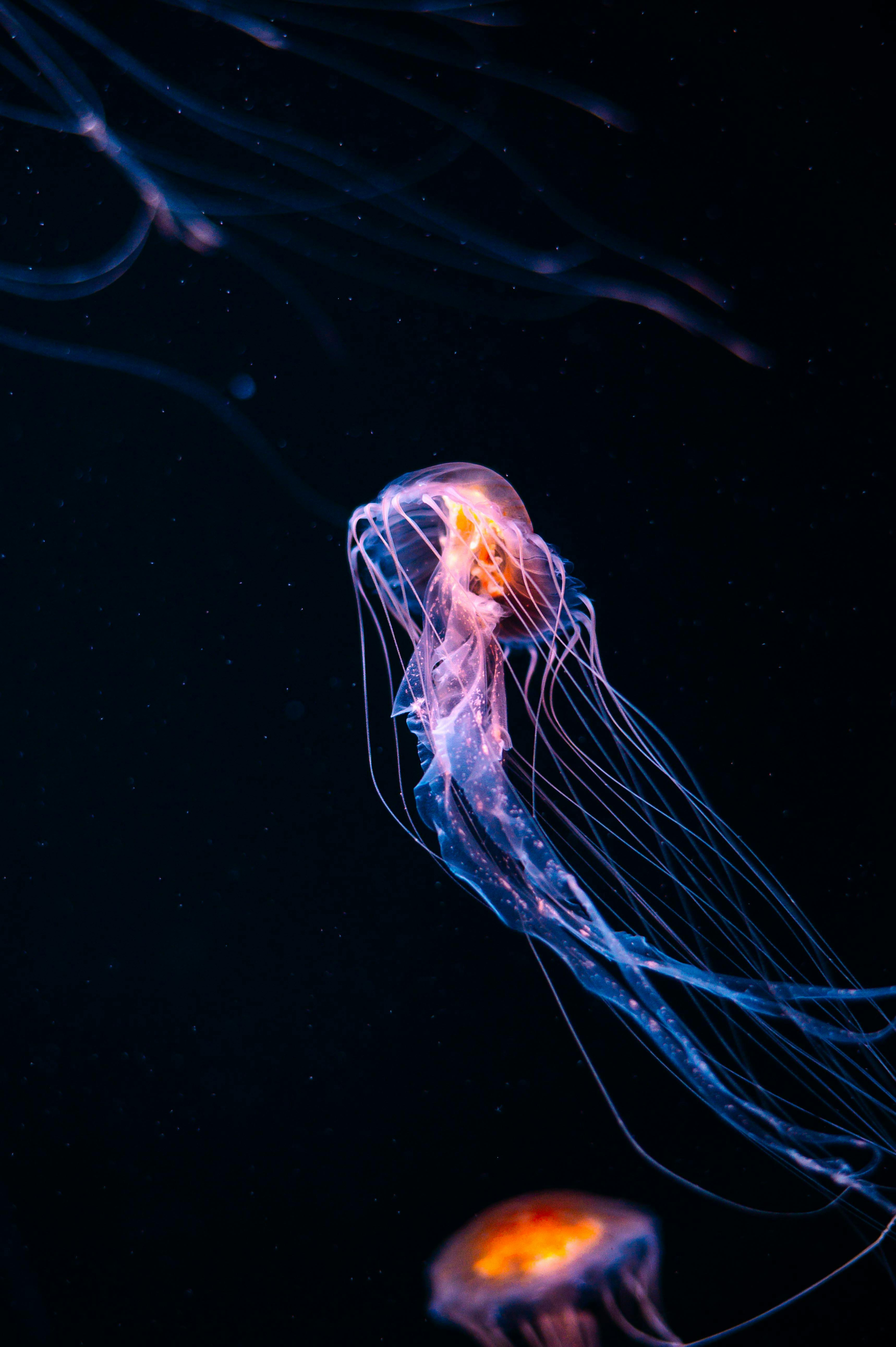 3436x5164 Captivating Deep Sea Jellyfish in Dark Ocean · Free