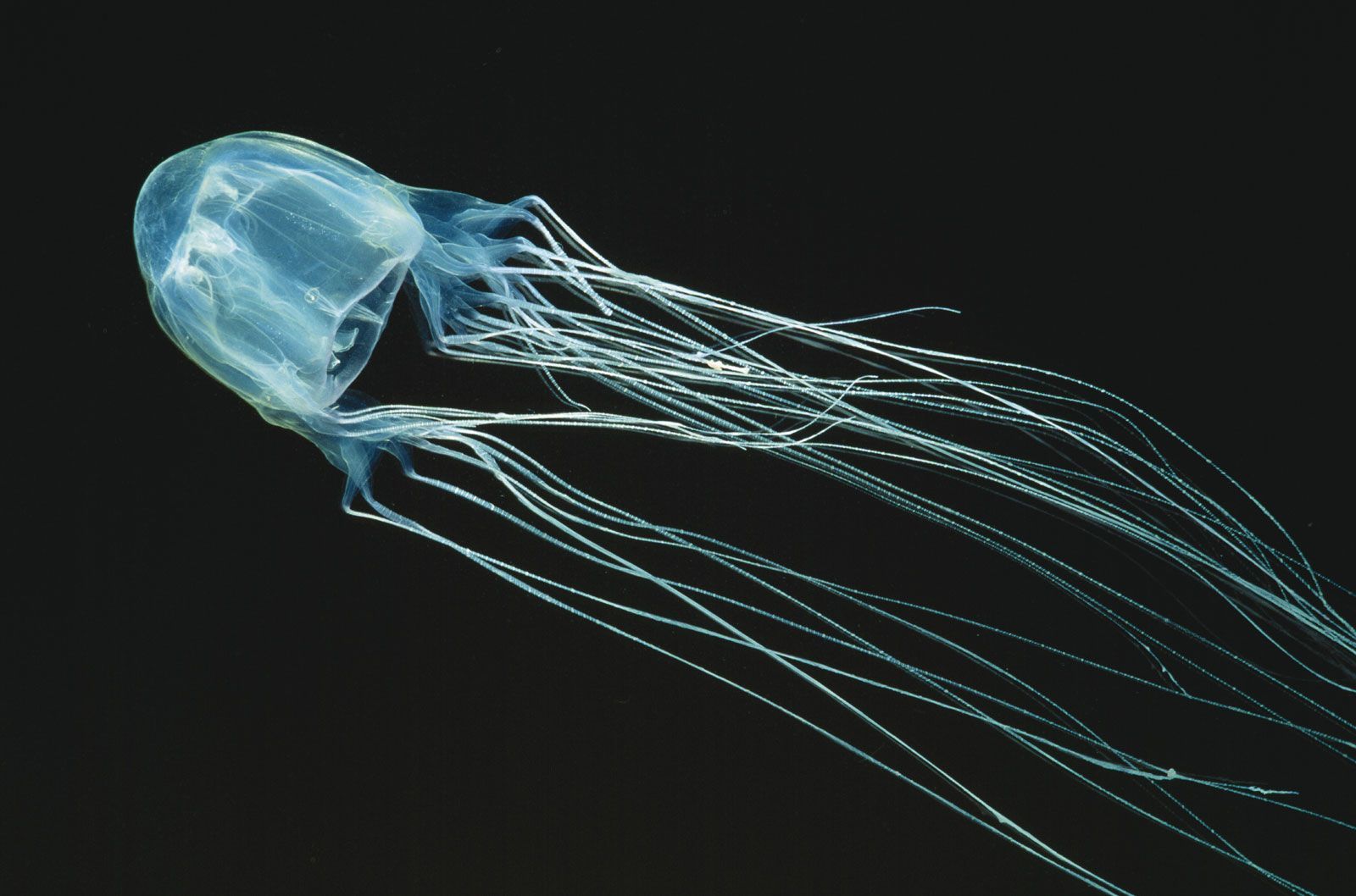 1600x1058 Box jellyfish. Size, Habitat, Venom, & Facts