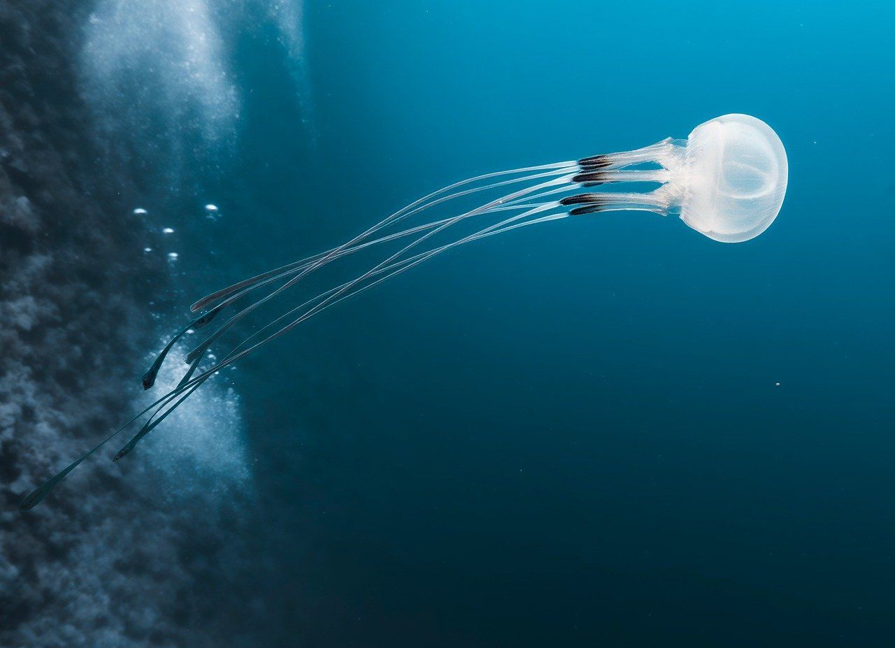 1280x927 Free Jellyfishes & Jellyfish Image