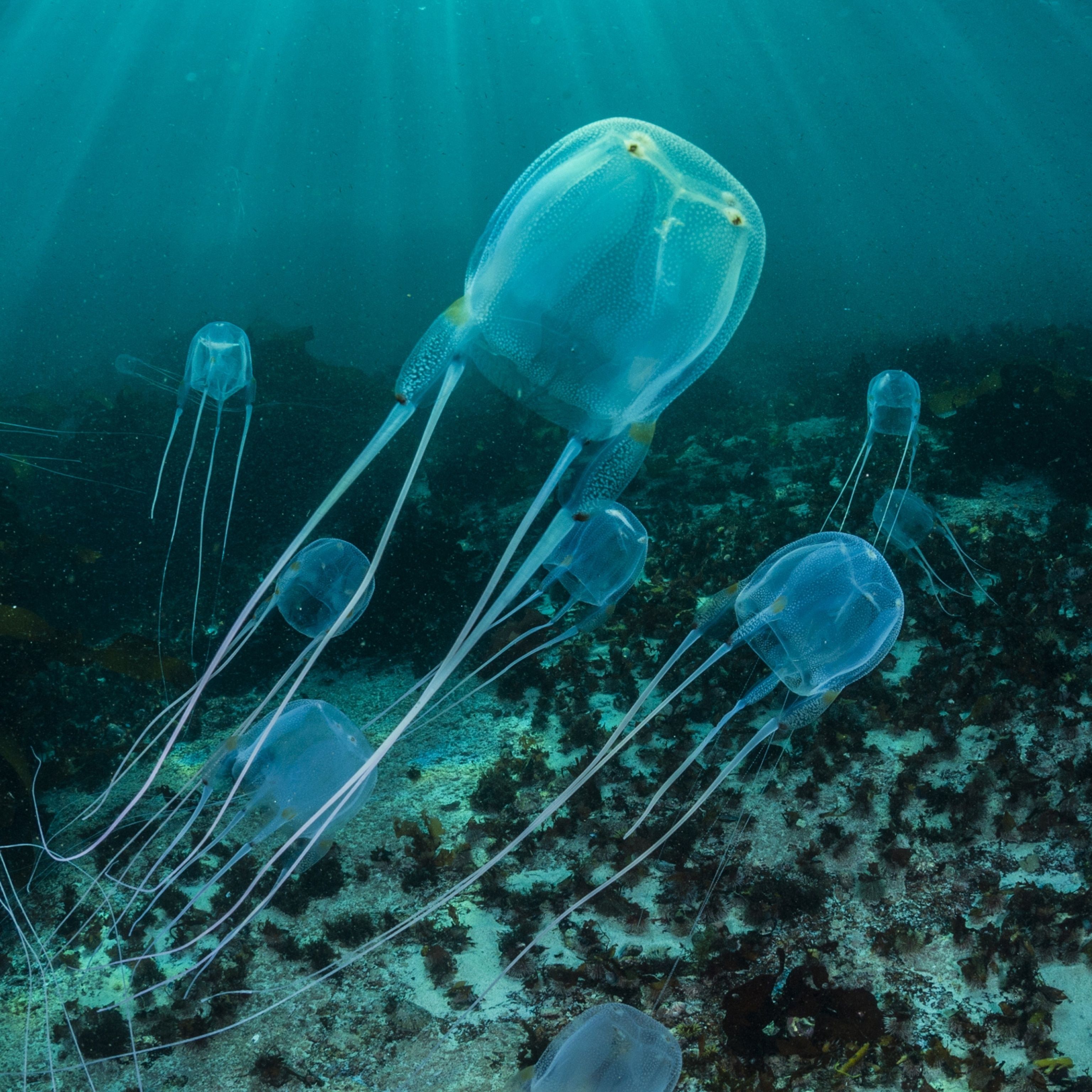 3072x3072 Jellyfish Home Decor Fabric