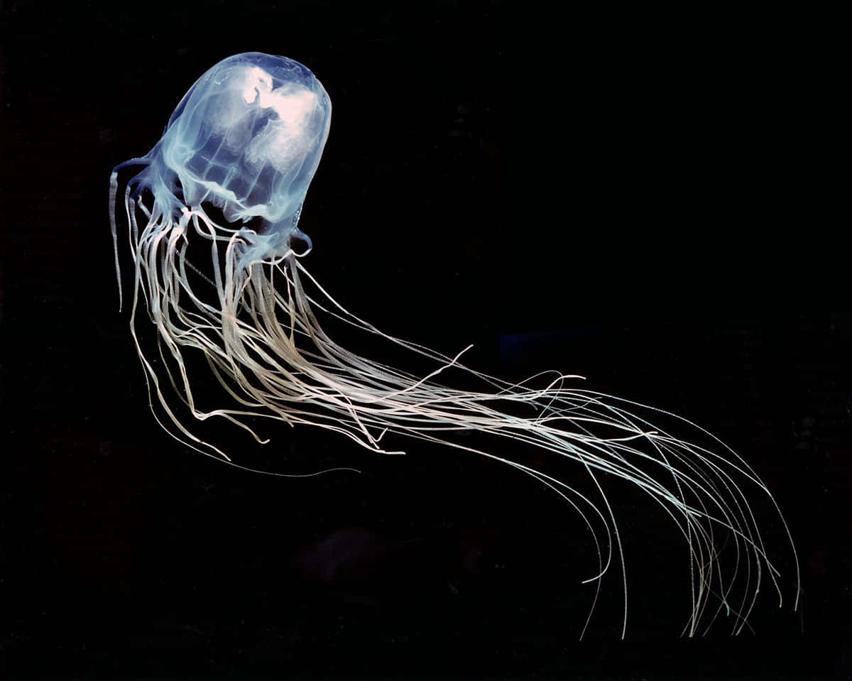 1200x959 Download Box Jellyfishin Deep Blue Wallpaper