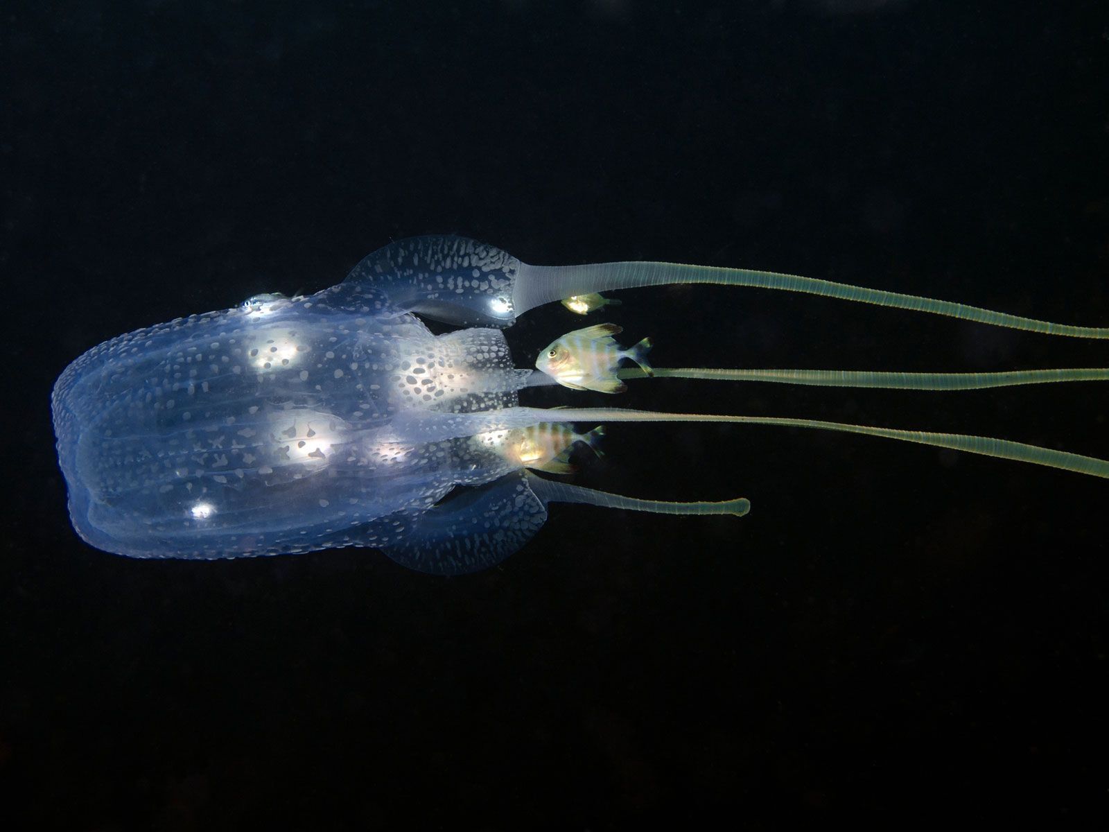 1600x1200 Box jellyfish. Size, Habitat, Venom, & Facts
