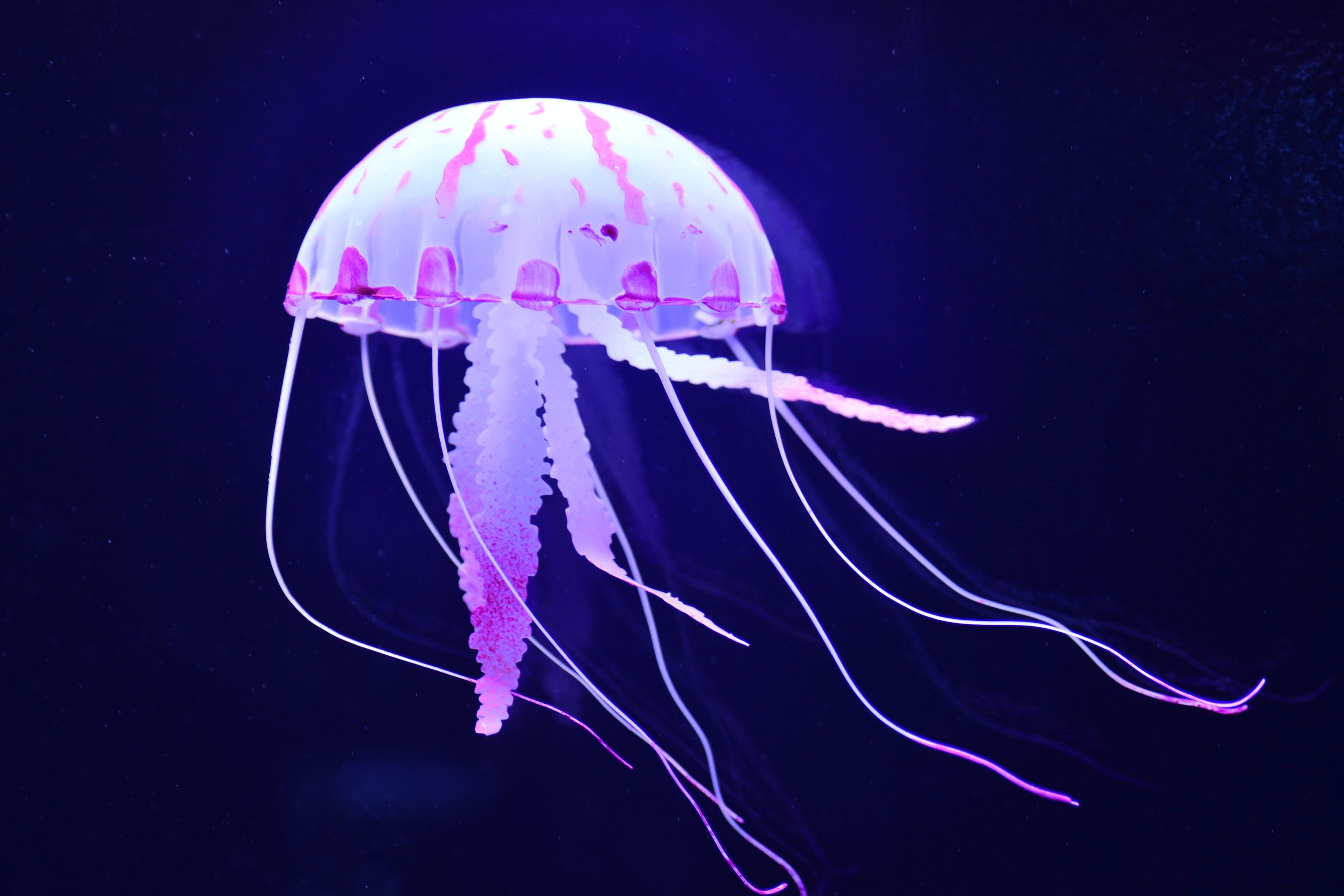 3200x2133 Jellyfish Wall Mural