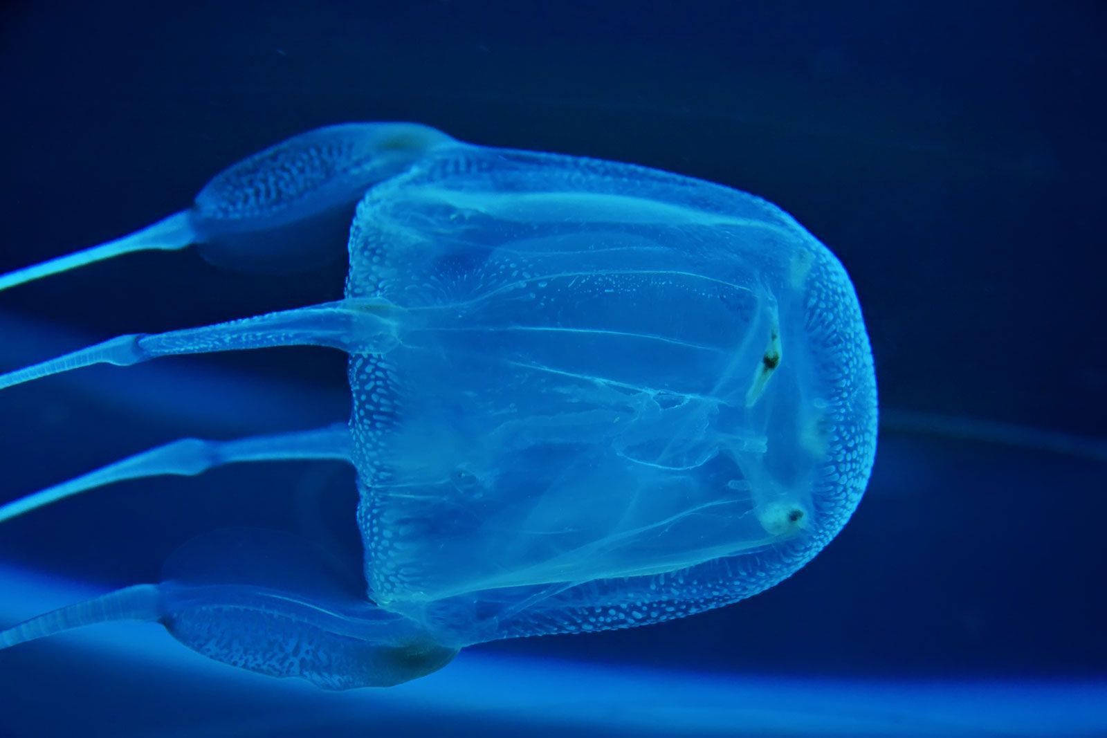 1600x1067 Box jellyfish. Size, Habitat, Venom, & Facts