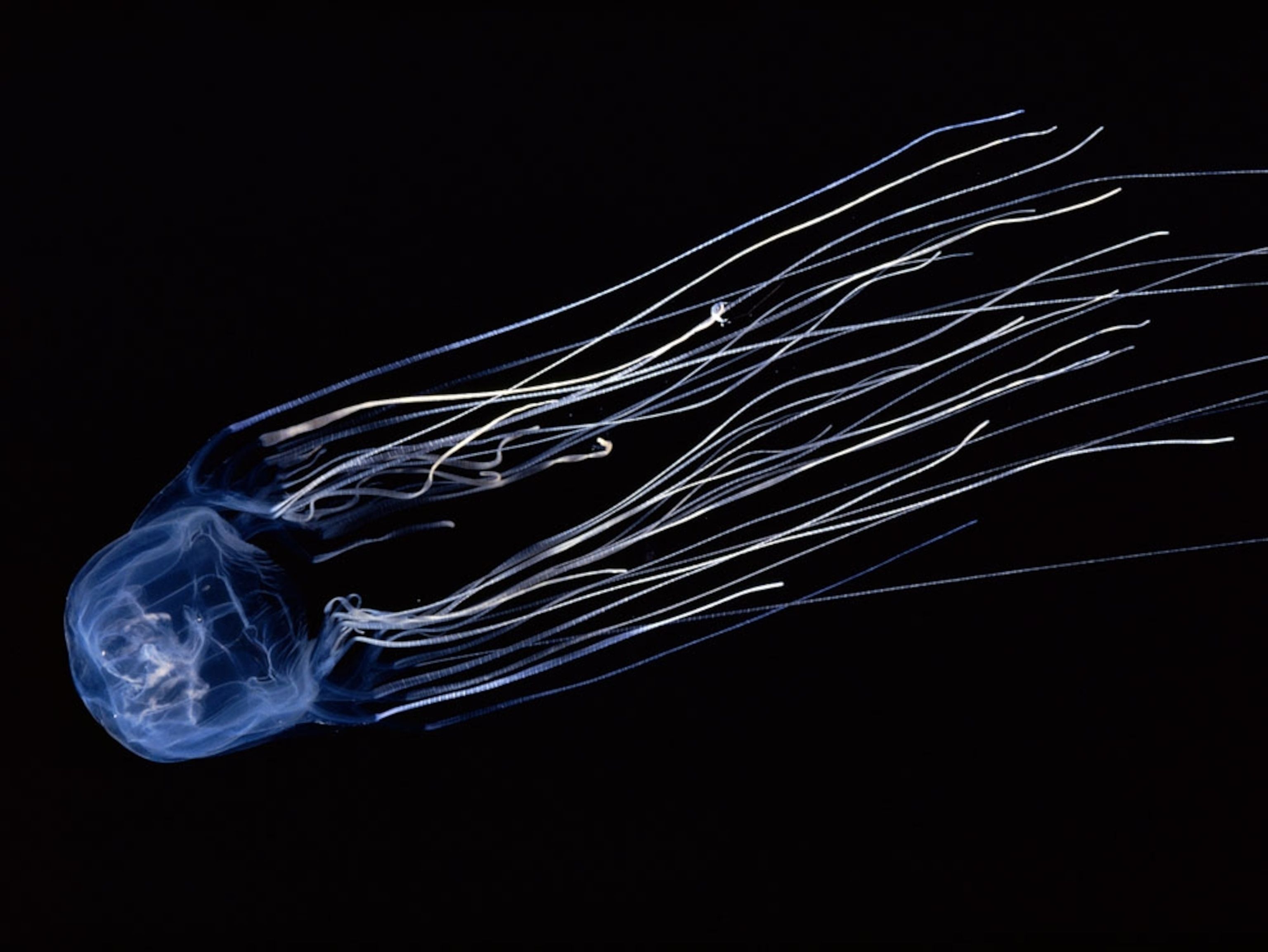 3072x2306 Underwater Oddities Picture, Underwater Oddities Photo, Photo Gallery, Picture Gallery, Desktop Wallpaper