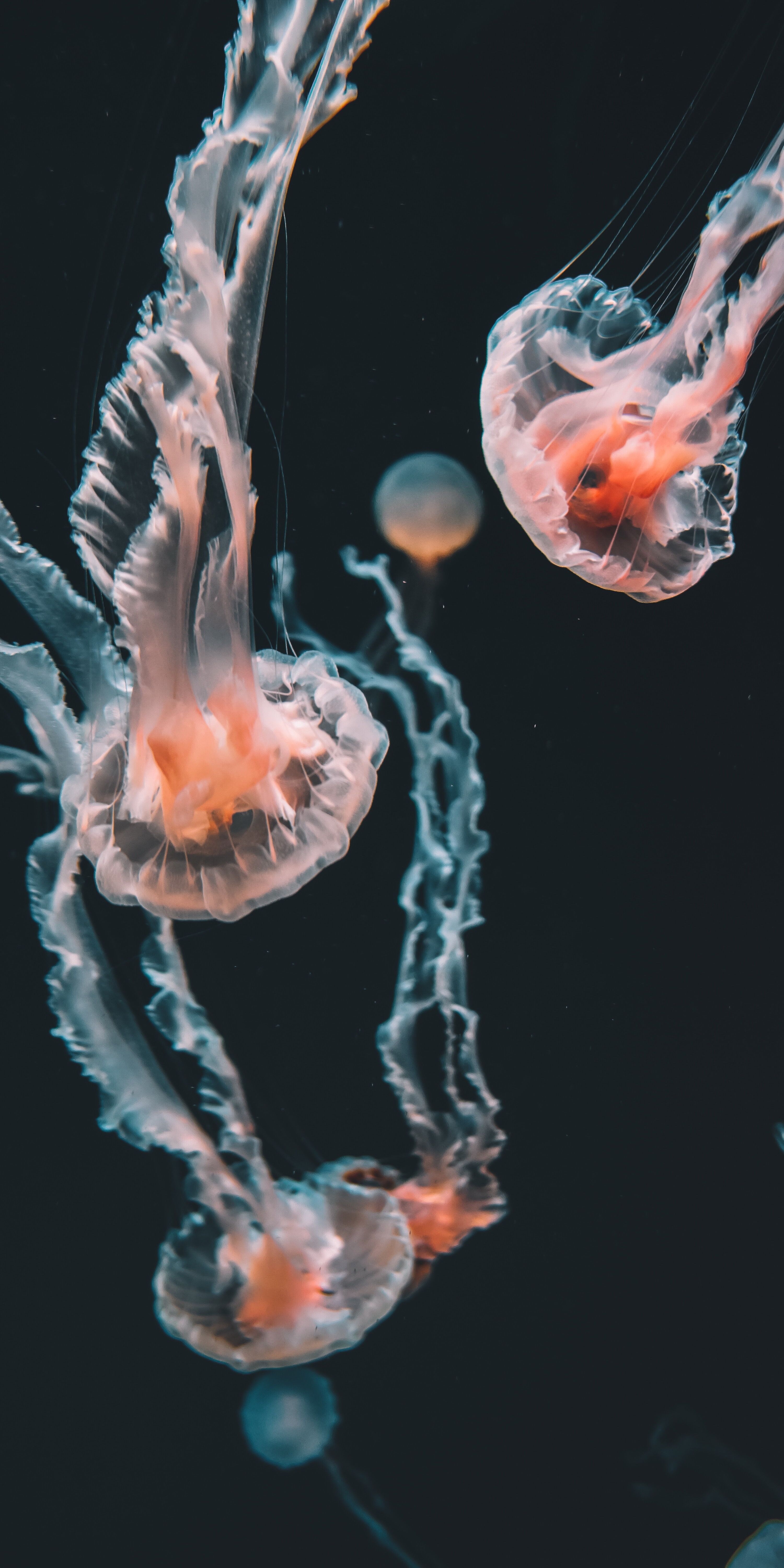 3000x6000 Wallpaper Box Jellyfish, Blue Jellyfish, Jellyfish, Pelagia Noctiluca, Cnidaria, Background Free Image