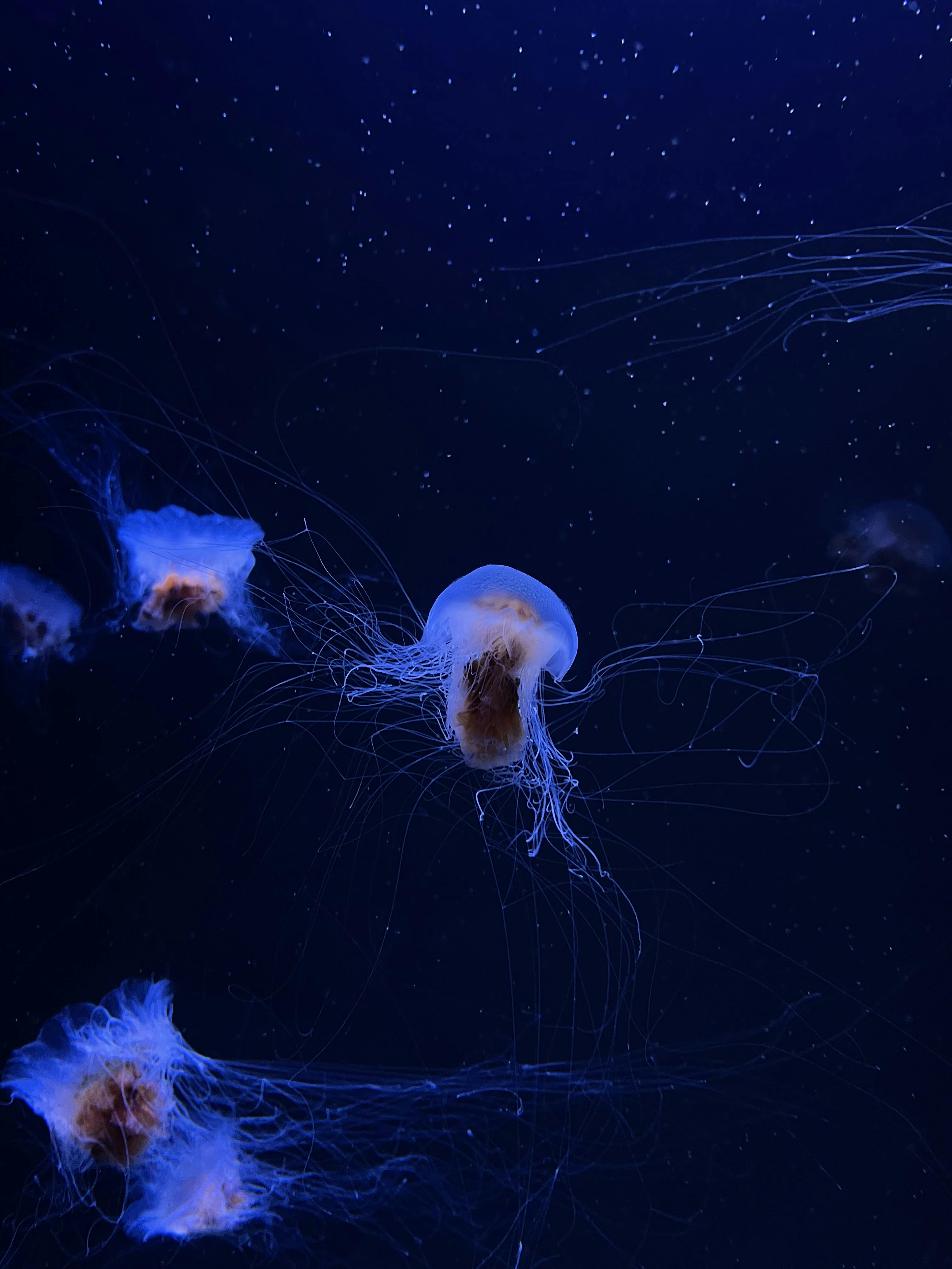 3024x4032 Majestic Jellyfish Glowing in Deep Blue Ocean · Free