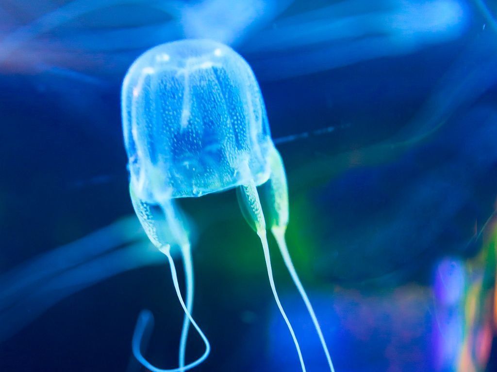 1024x768 What do box jellyfish look like jellyfish Appearance