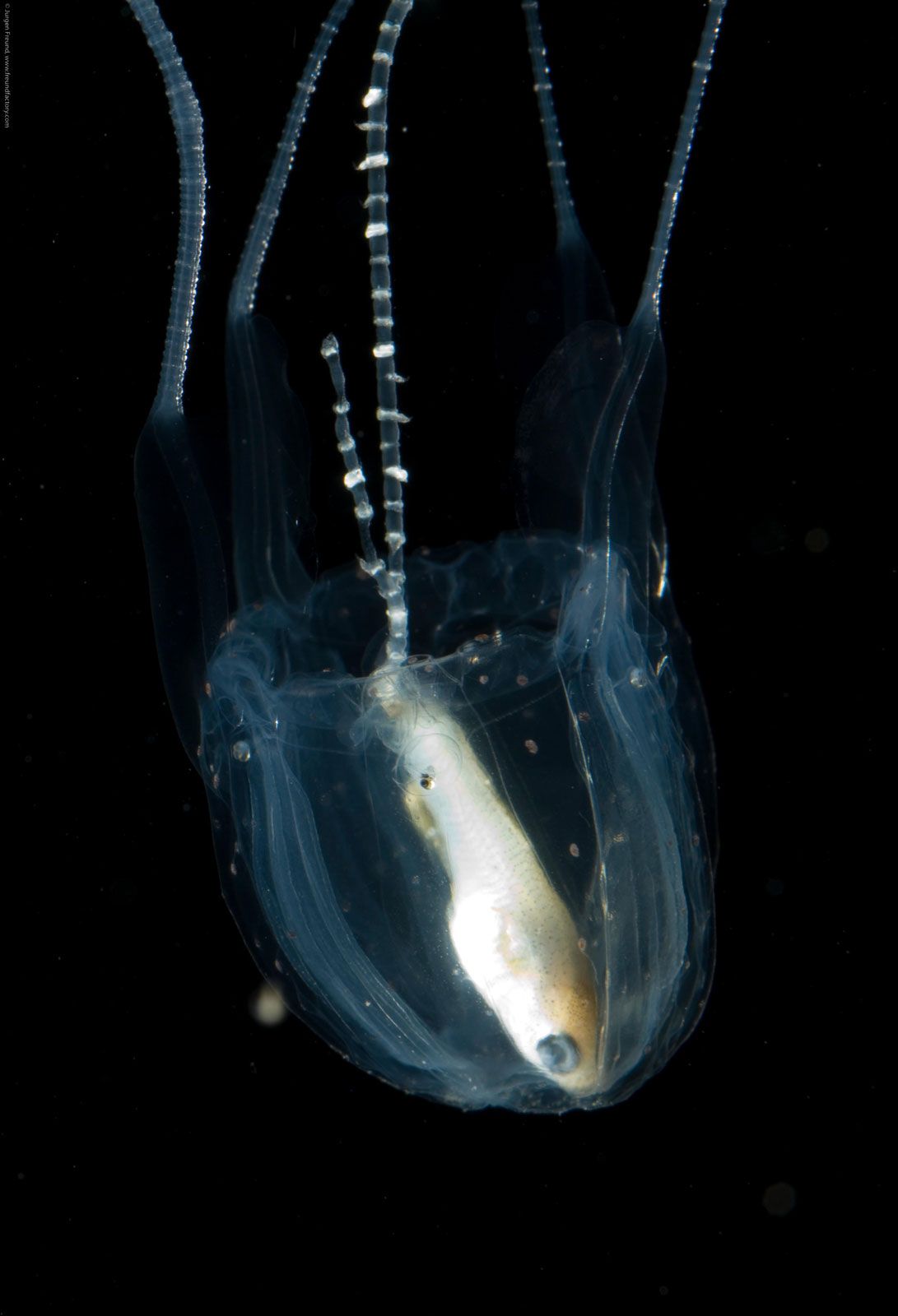 1091x1600 Box jellyfish. Size, Habitat, Venom, & Facts