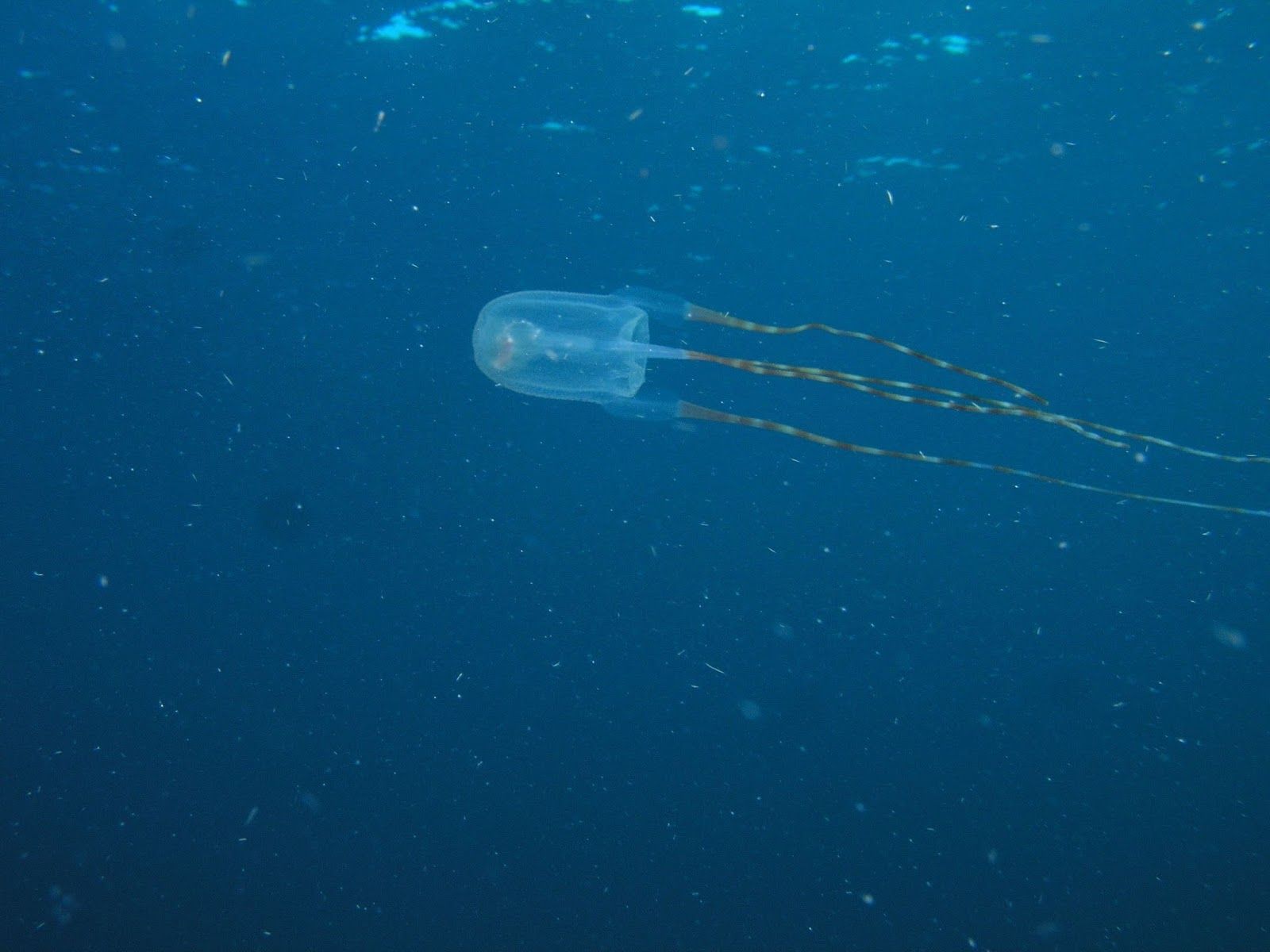 1600x1200 Real Monstrosities: Box Jellyfish