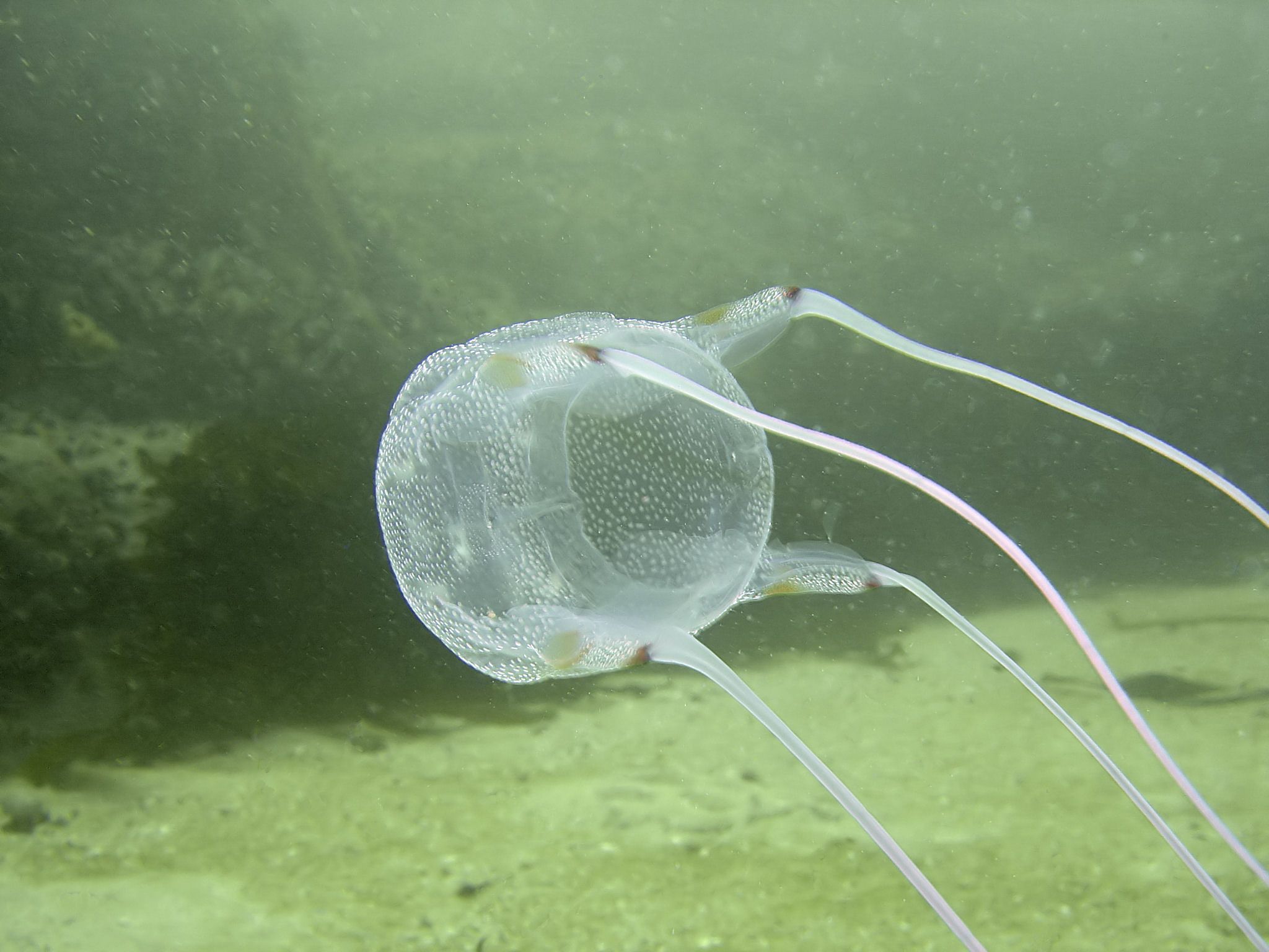 2048x1536 Box jellyfish at Bakoven Rock