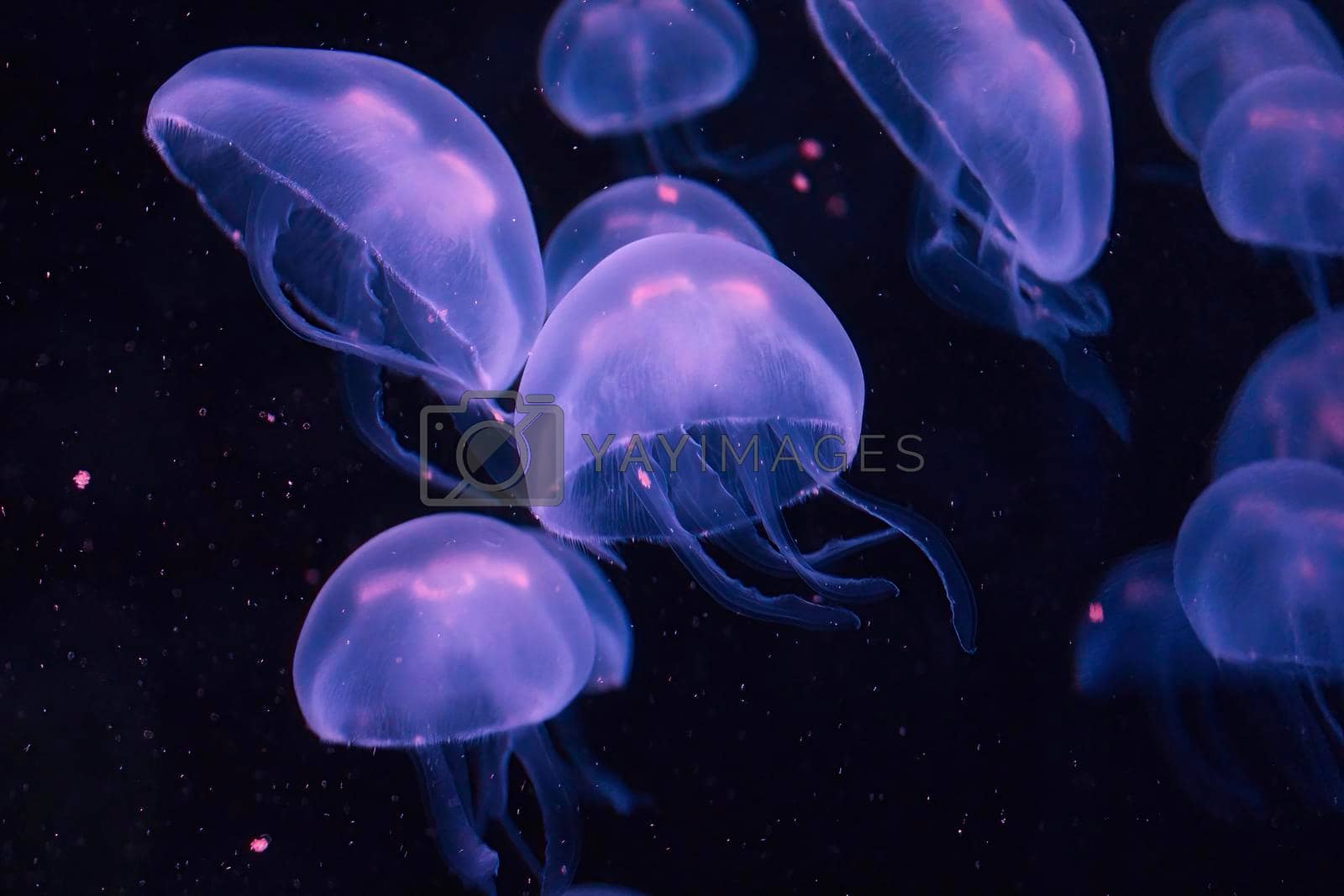 1600x1067 A swarm of purple box jellyfish glowing in the dark water by tennesseewitney Vectors & Illustrations with Unlimited Downloads