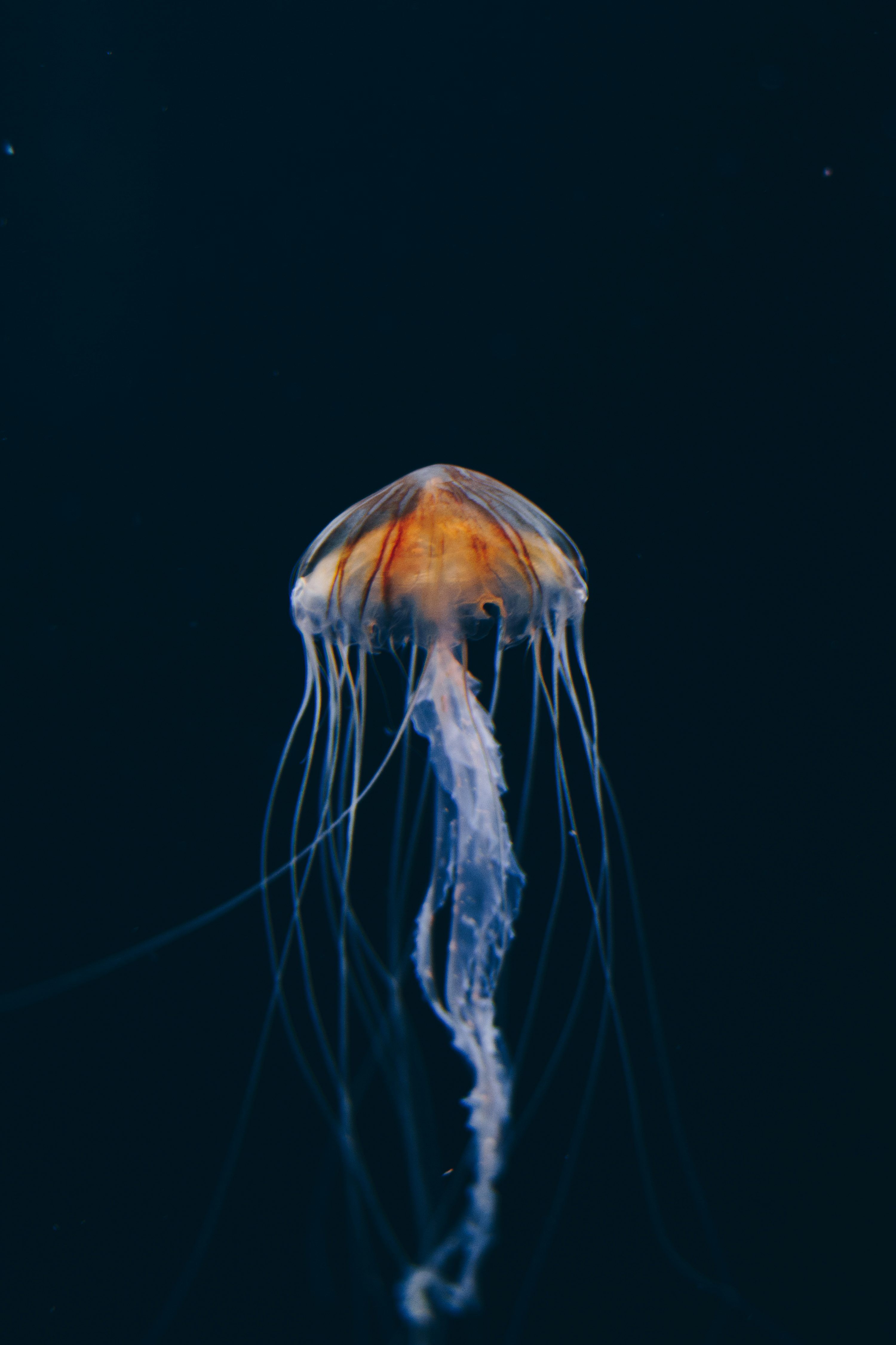 3000x4500 White and brown jellyfish in water photo