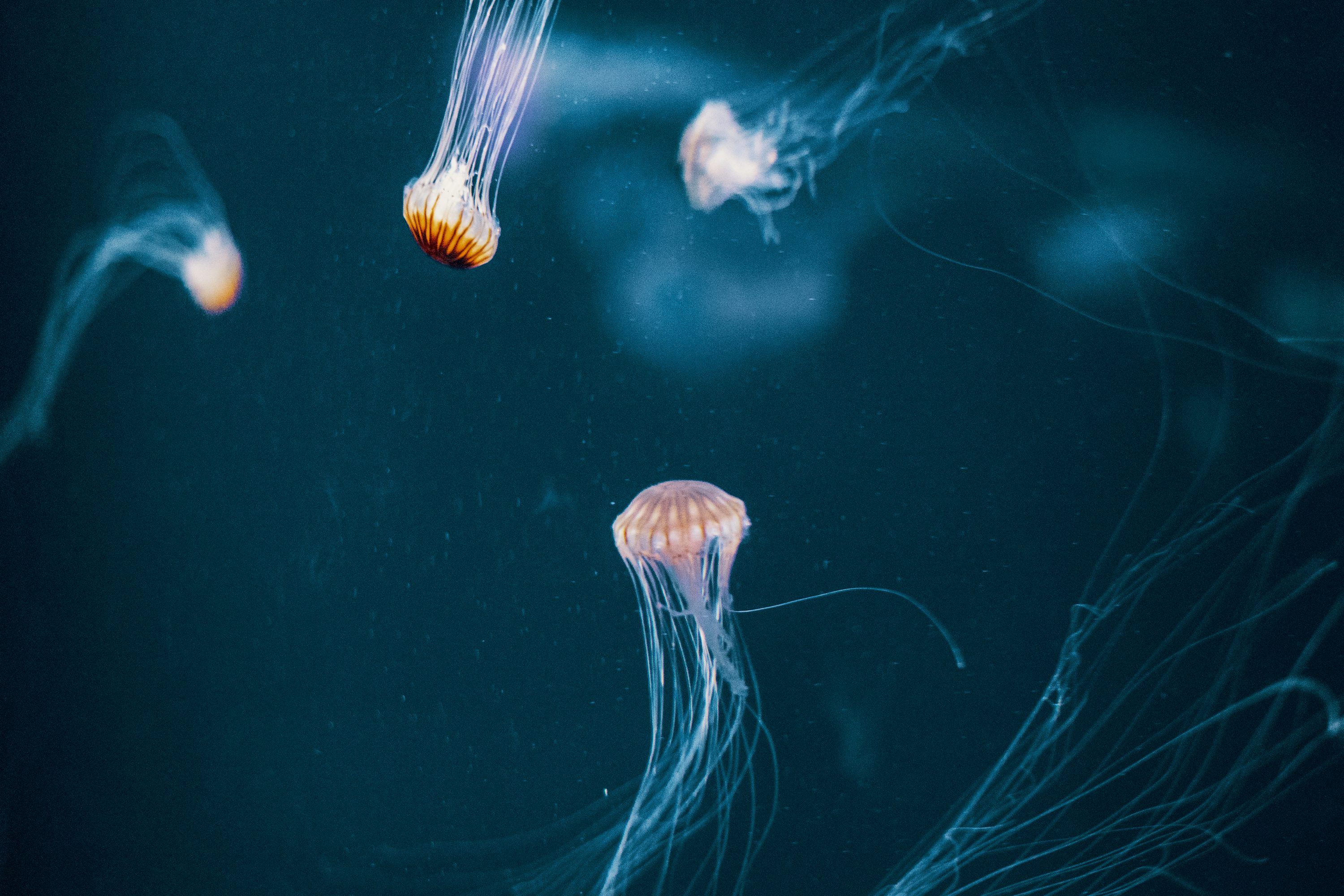 3000x2000 White and orange jellyfish in water photo