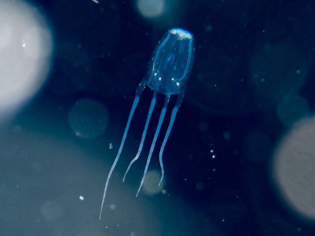 1024x768 Box jellyfish (Carybdea sp.)