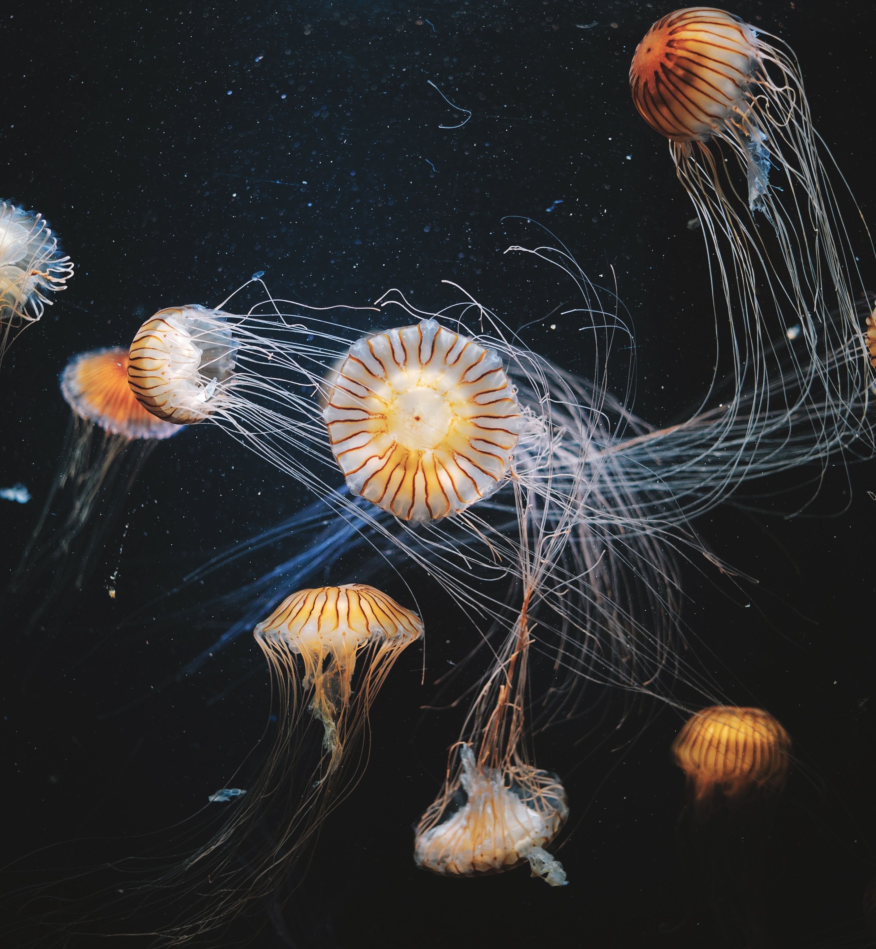 2832x3068 Wallpaper Jellyfish, Cnidaria, Blue Jellyfish, Plankton, Vector, Background Free Image