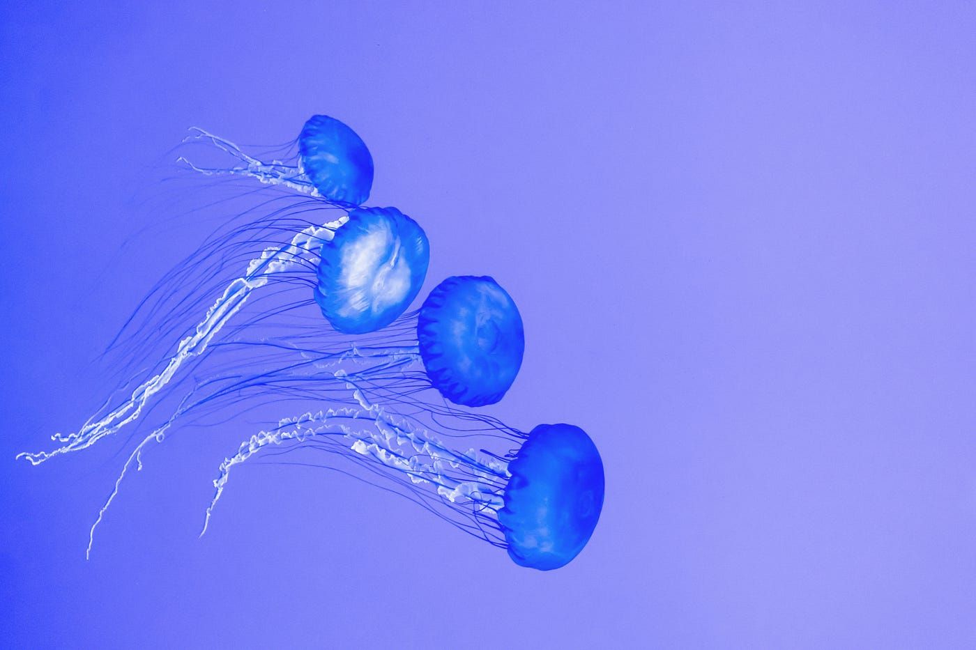 1400x933 Unveiling the Secrets of the Box Jellyfish: Exploring Nature's Deadliest Venom. by Charles The Scientist