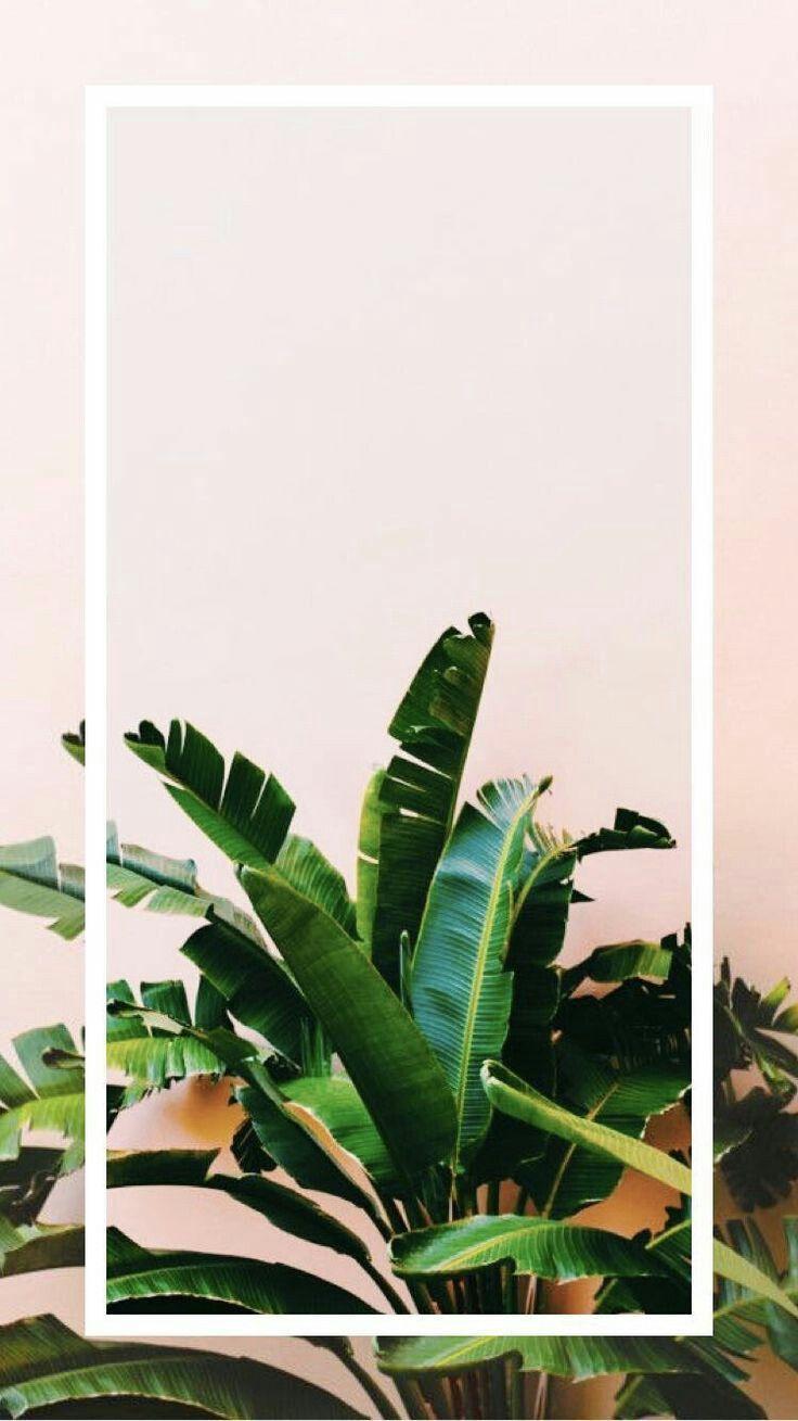 21 Of The Best Plant Wallpaper Ideas For iPhone  Kayla Everetts