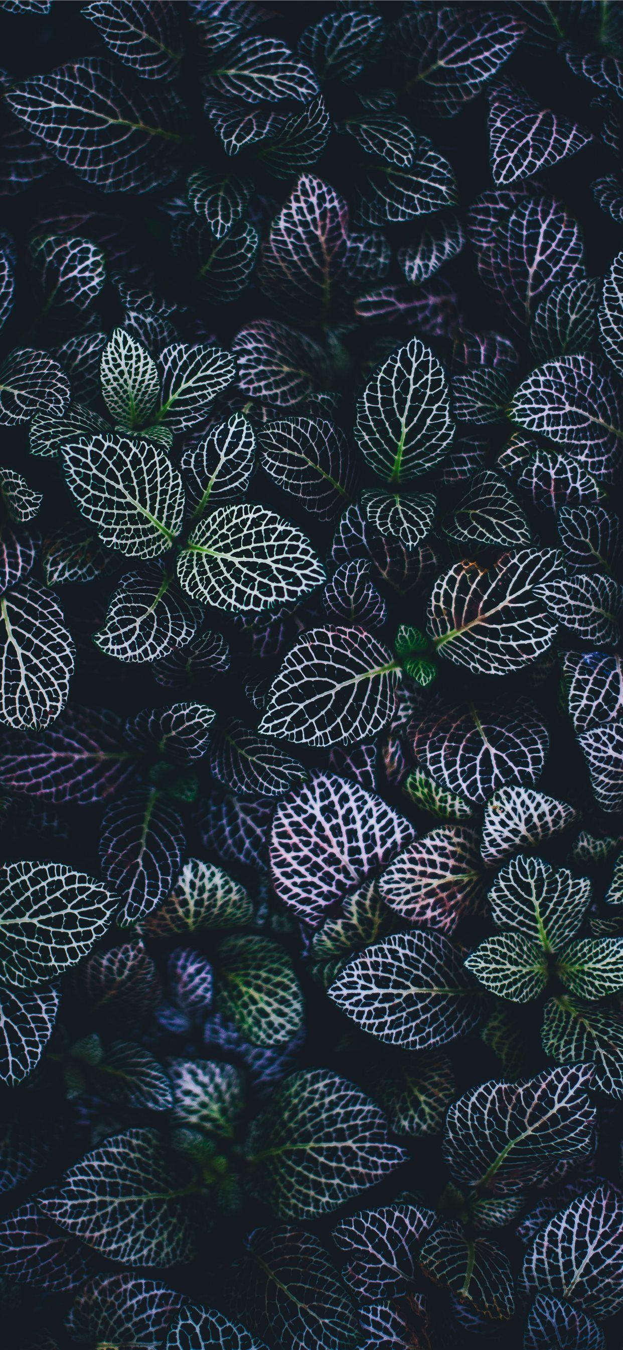 1242x2688 green and blue leaves plants iPhone Wallpaper Free Download