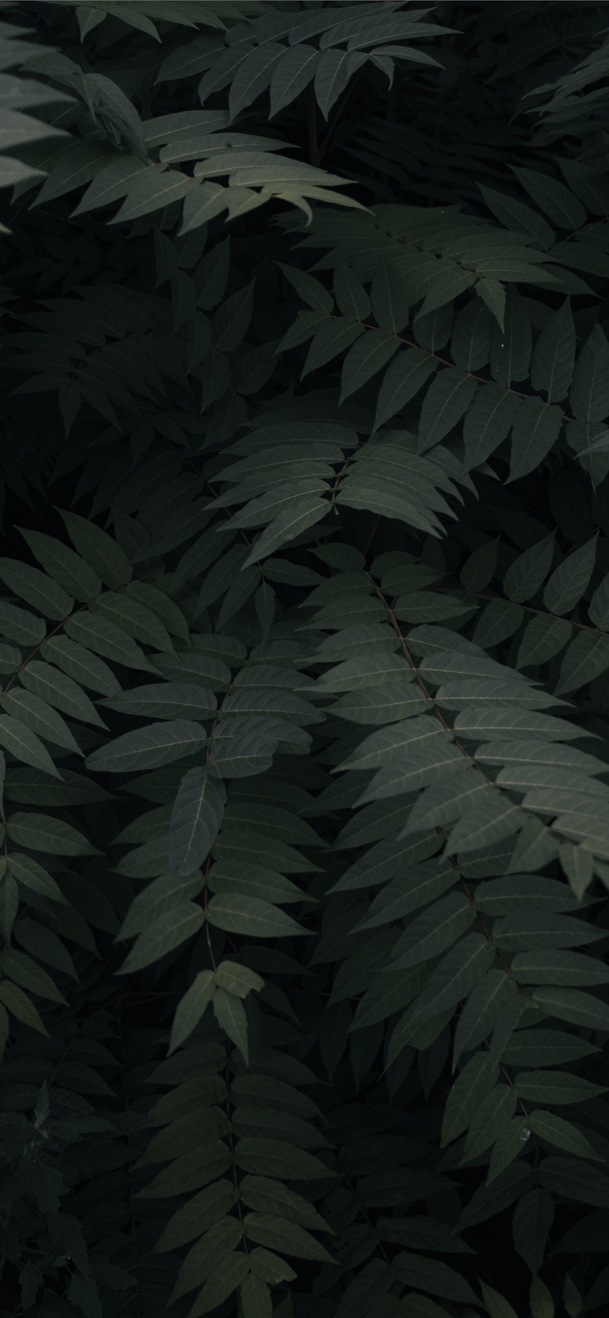 1242x2688 green leefed plants iPhone Wallpaper Free Download
