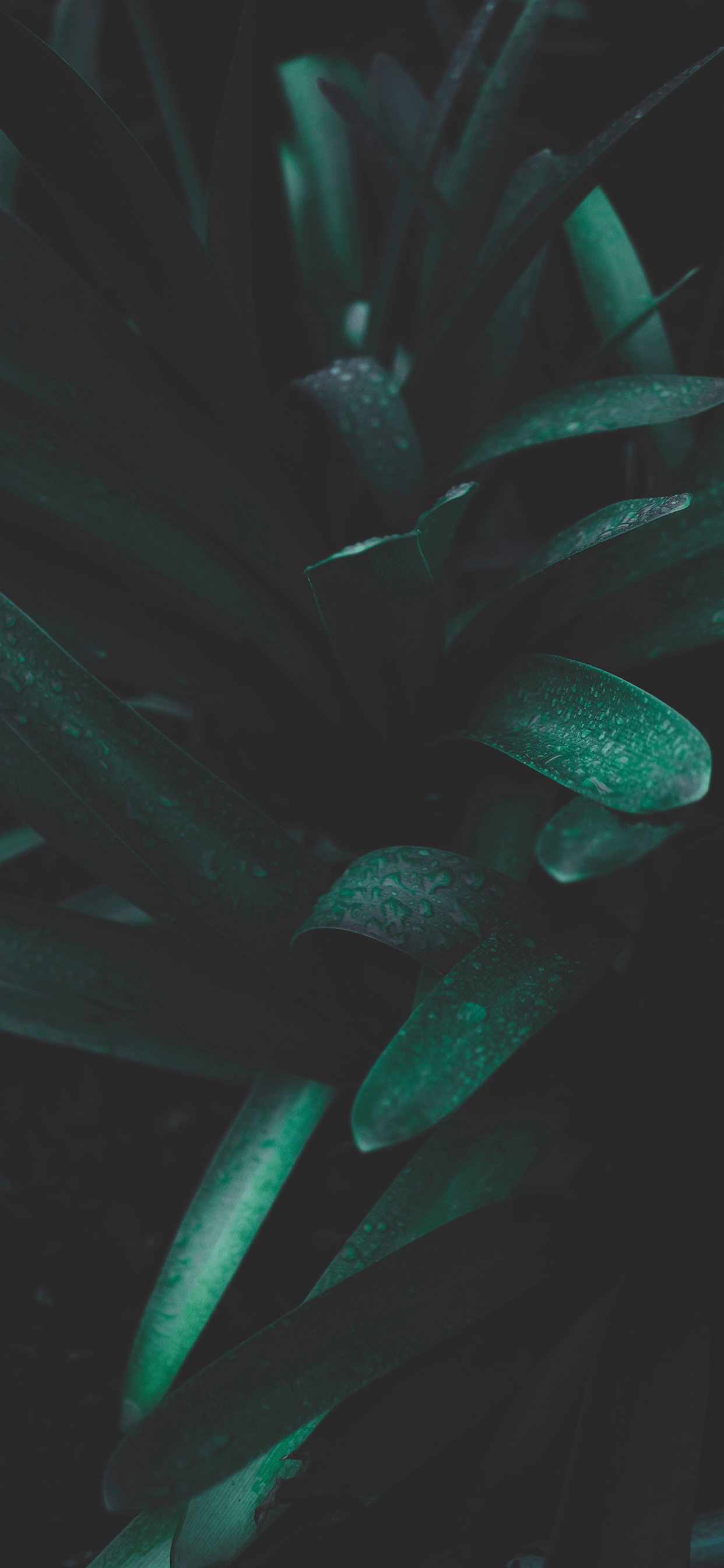 1242x2688 Plants Wallpaper for iPhone X, 6