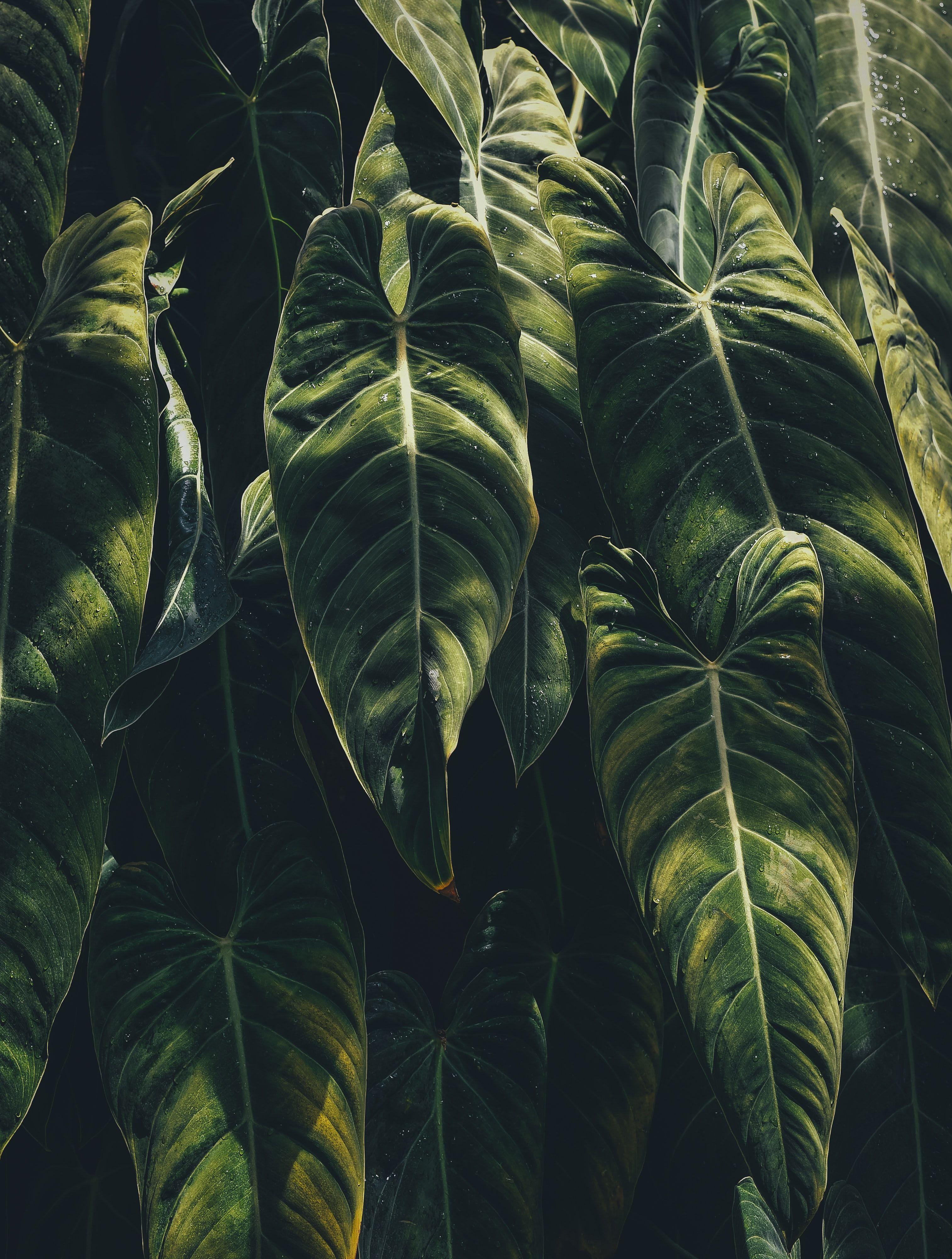 3026x4000 Tropical Wallpaper: Free HD Download [HQ]