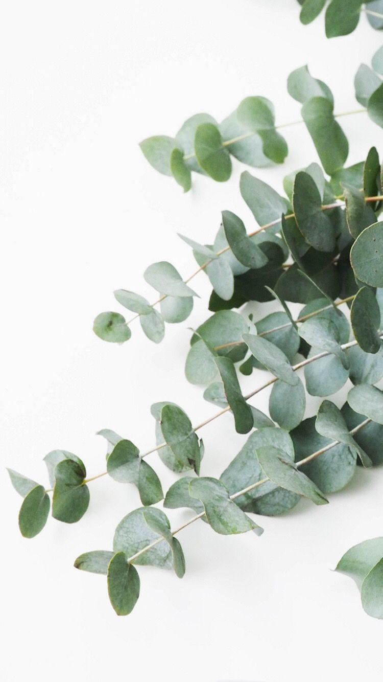 750x1334 Eukalyptus Wallpaper Plants, iPhone Wallpaper, Phone