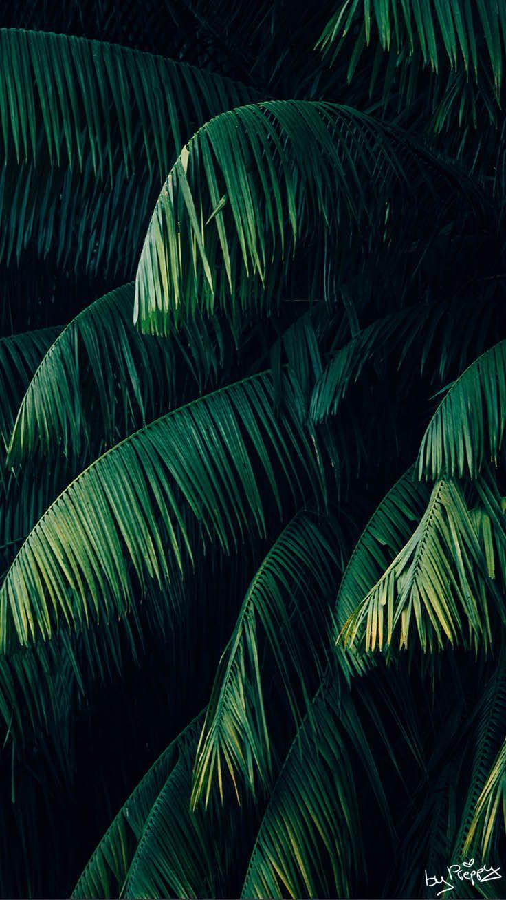 736x1308 Tropical Jungle iPhone X Wallpaper By Preppy Wallpaper