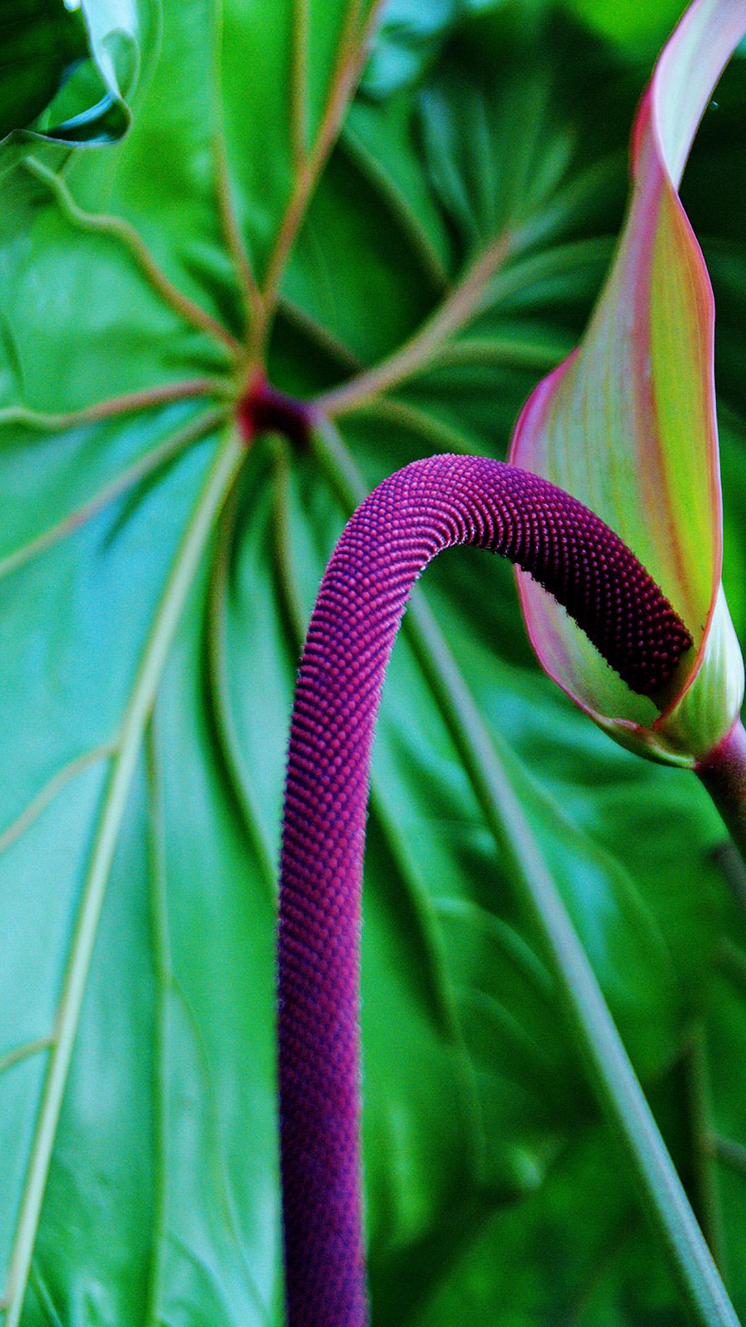 1080x1920 Free tropical wallpaper for iPhone x and iPhone 8 and older