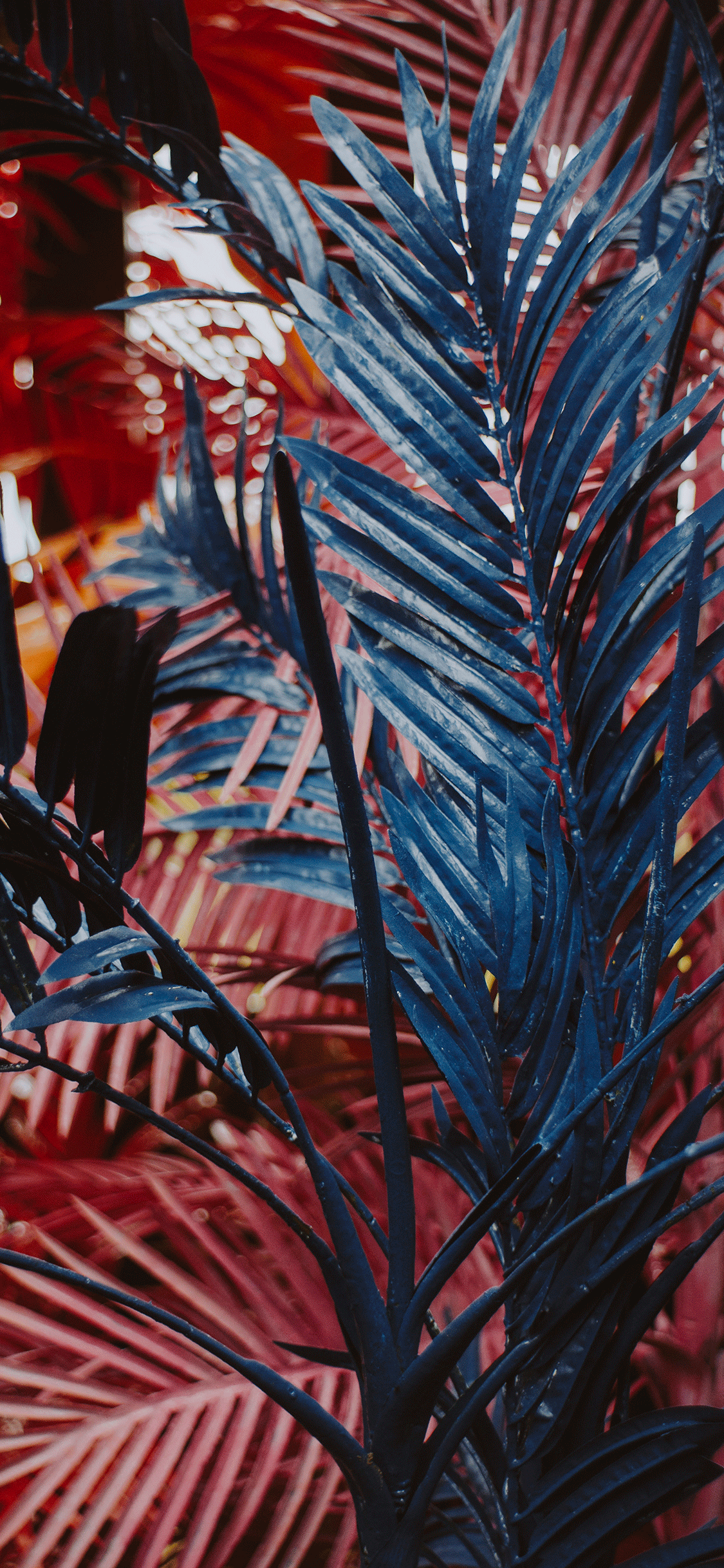 1125x2436 Plants Wallpaper for iPhone Pro Max, X, 6