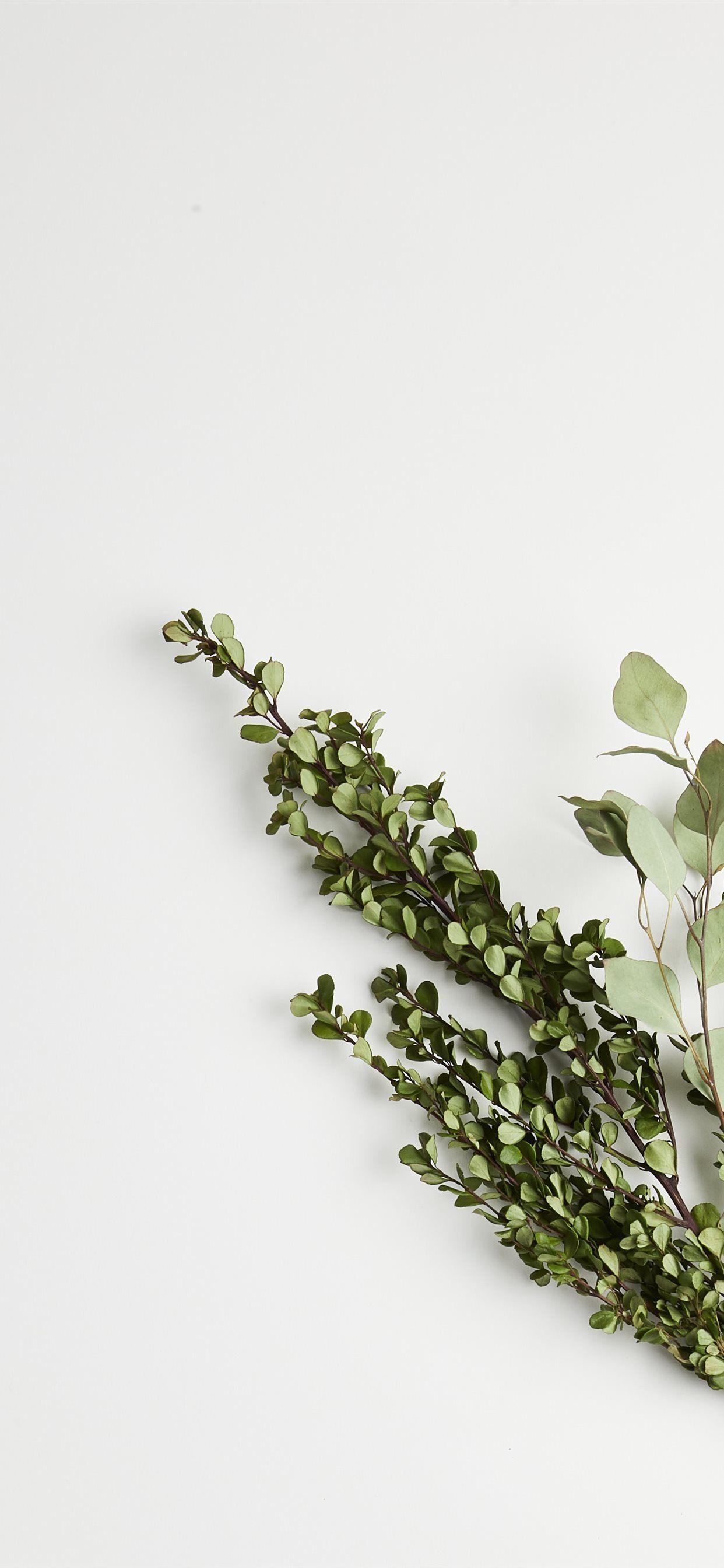 1242x2688 greeb leaf plants iPhone Wallpaper Free Download
