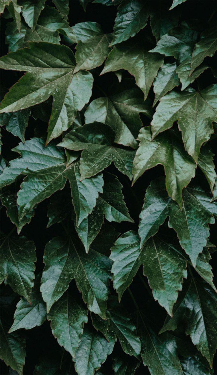 757x1305 Green Leaves iPhone Wallpaperélécharger Gratuites