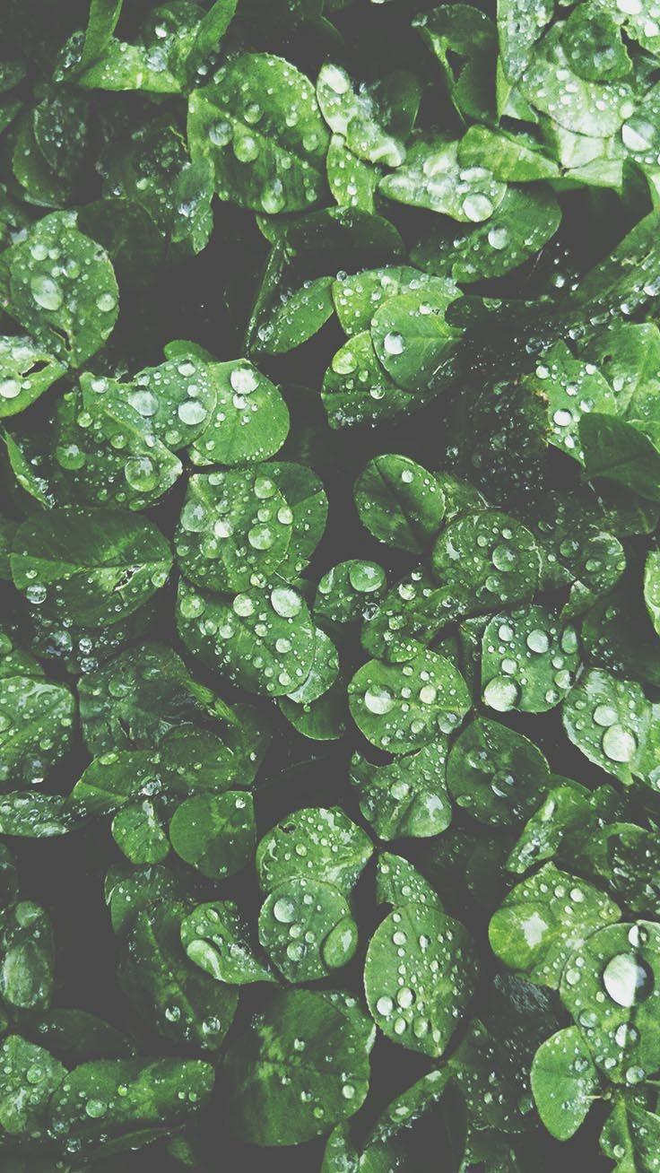736x1308 Botanical iPhone Xs Max Wallpaper