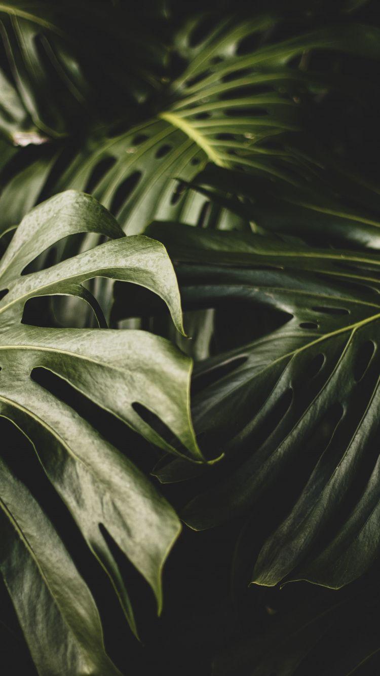 750x1334 Download 750x1334 wallpaper leaf, big and bright, plants, iphone 7