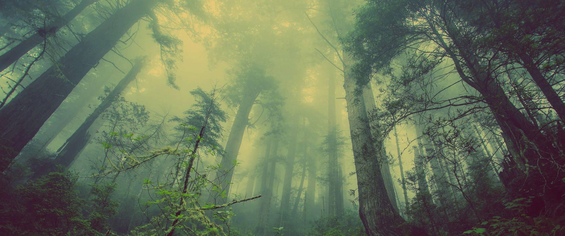 1920x804 Download Ultra Wide 4K Foggy Forest Wallpaper
