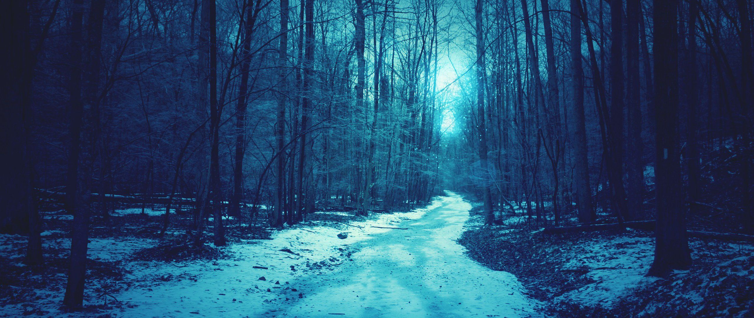 2560x1080 ultra wide, Photography, Landscape, Nature, Tree, Forest Wallpaper HD / Desktop and Mobile Background